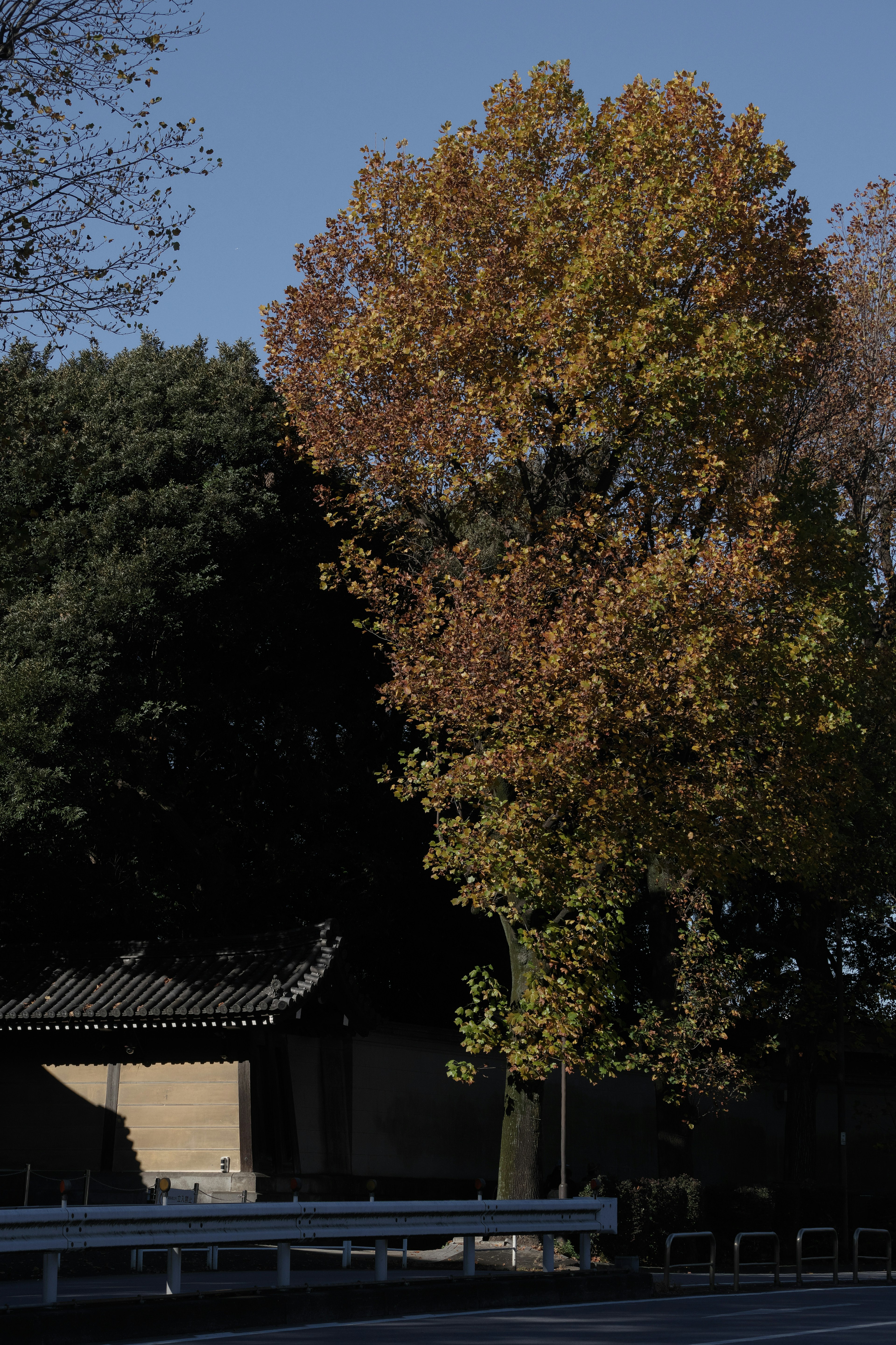 Ein Baum mit herbstlichem Laub neben einem Gebäude im Schatten