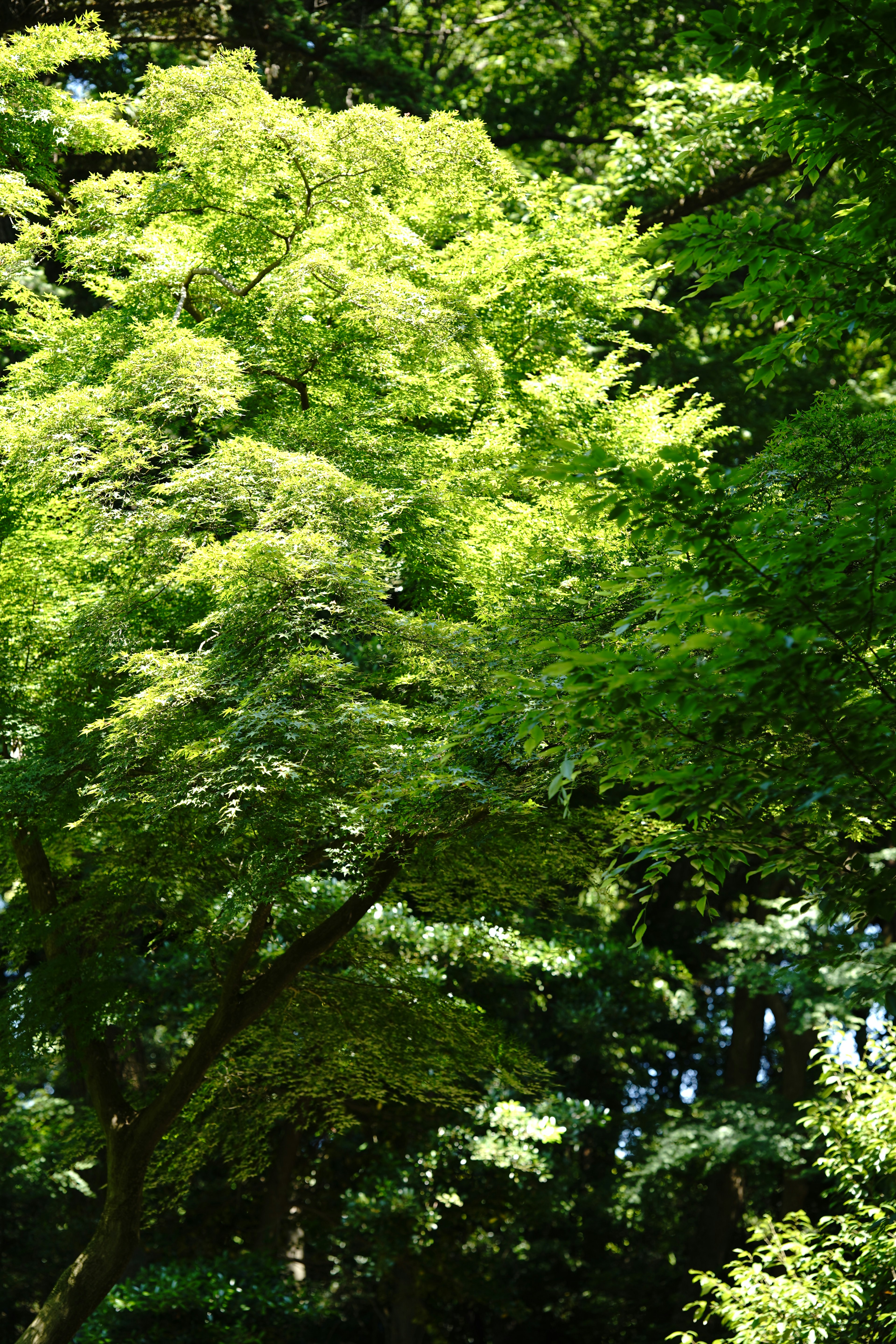 Imagen de un árbol con hojas verdes exuberantes contra un fondo oscuro