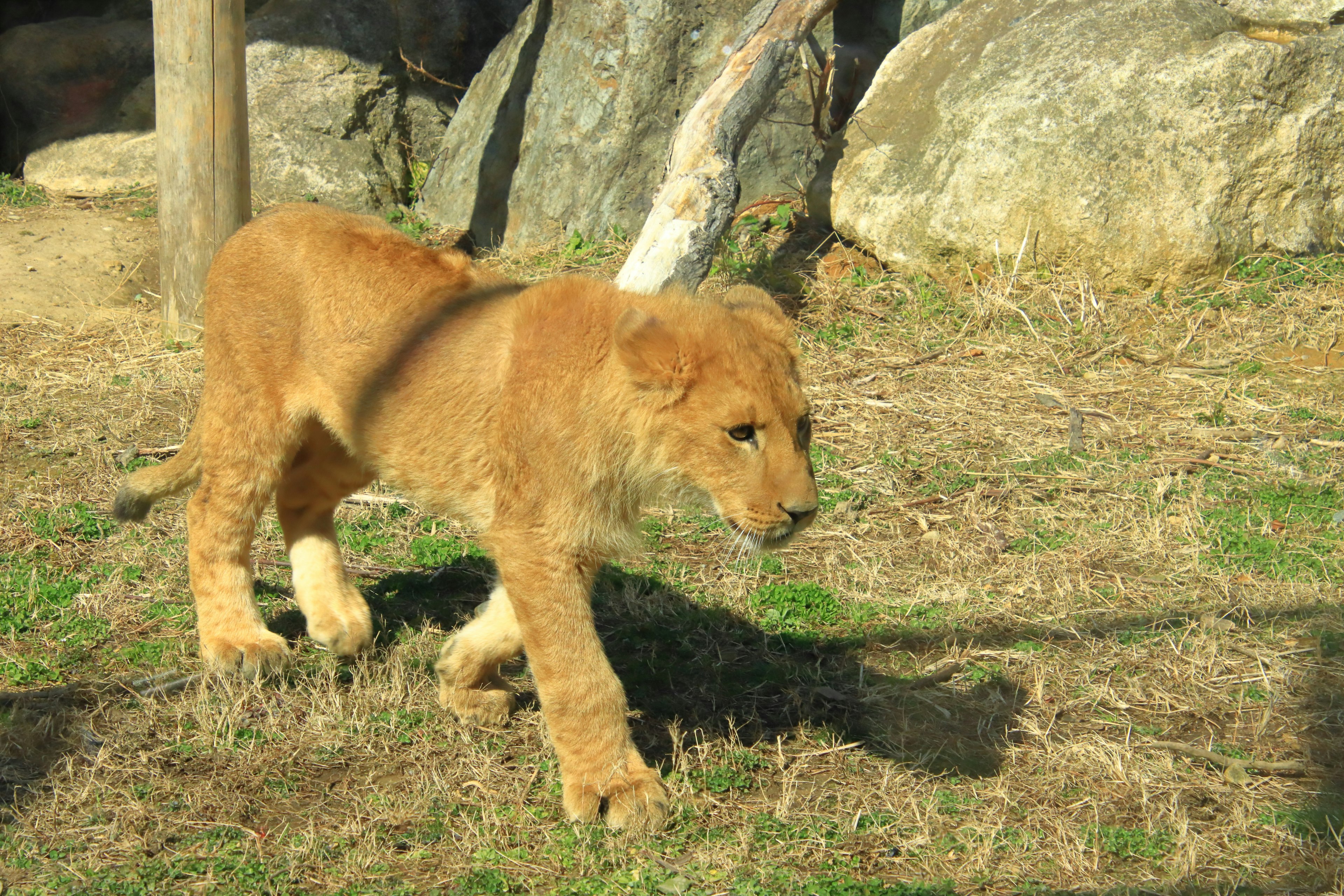 Young lion walking on grass with rocks in the background