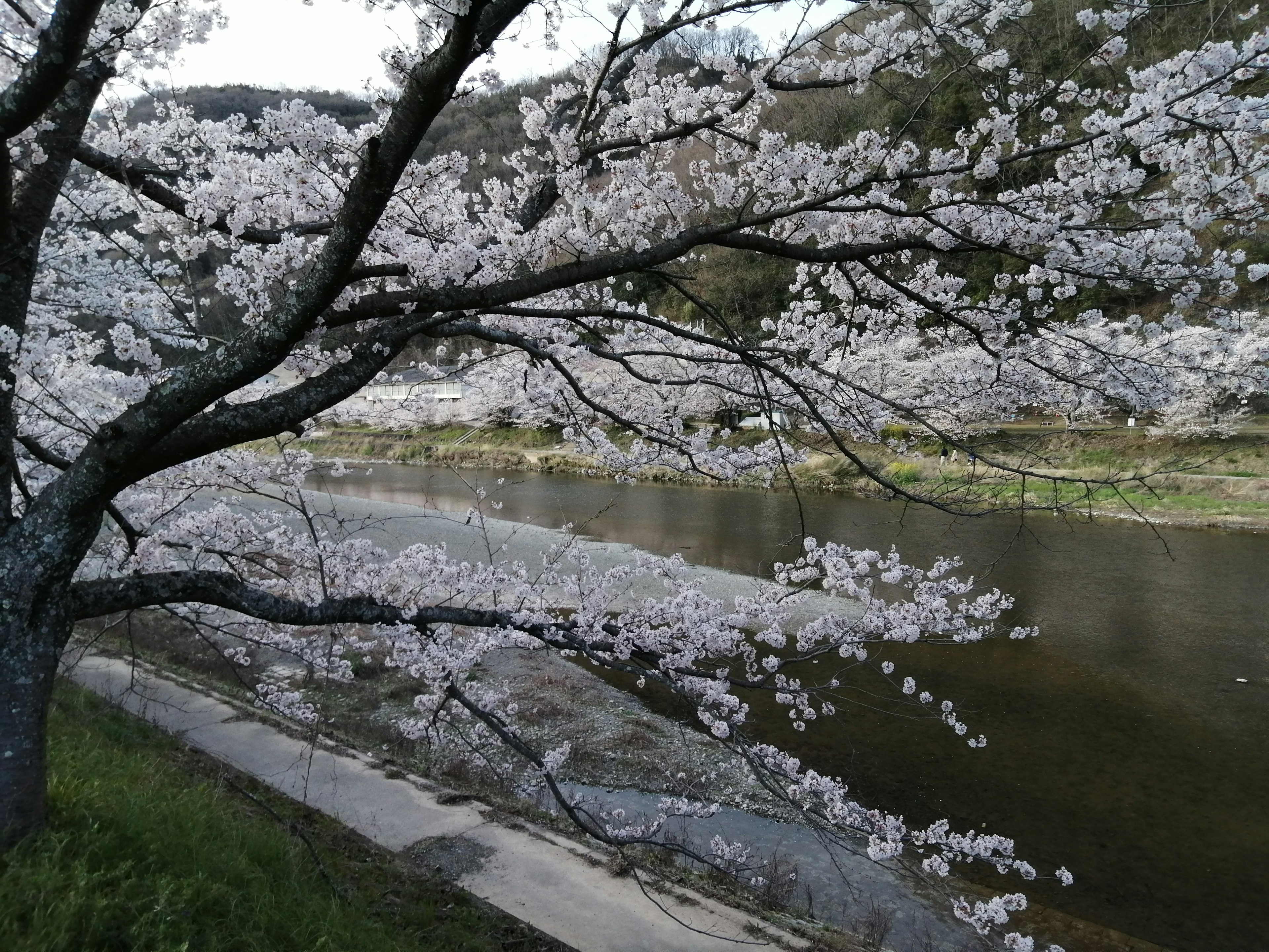 Hermosa vista de un árbol de cerezo junto al río