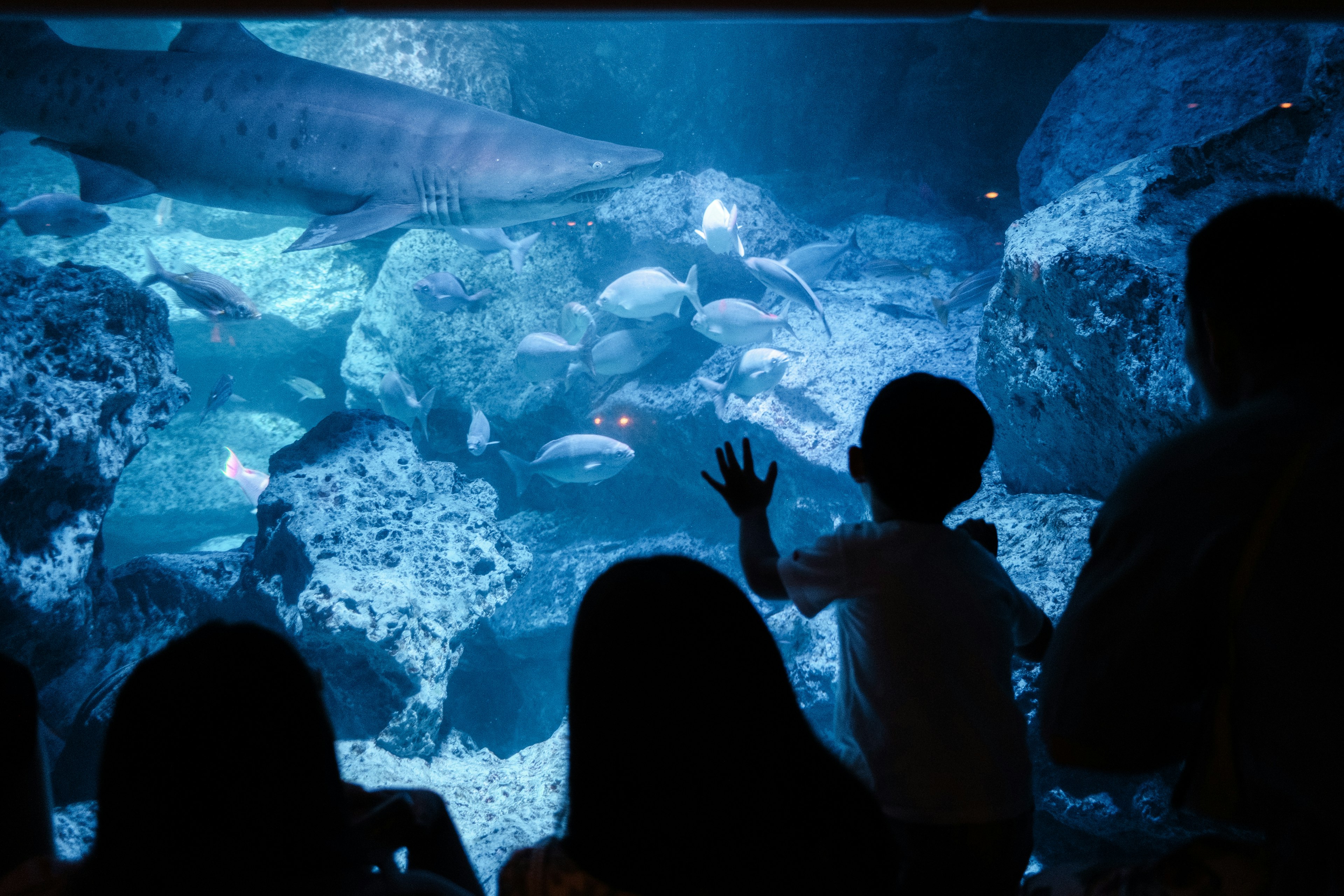 Silhouette d'un enfant et d'adultes observant des poissons dans un aquarium avec de l'eau bleue