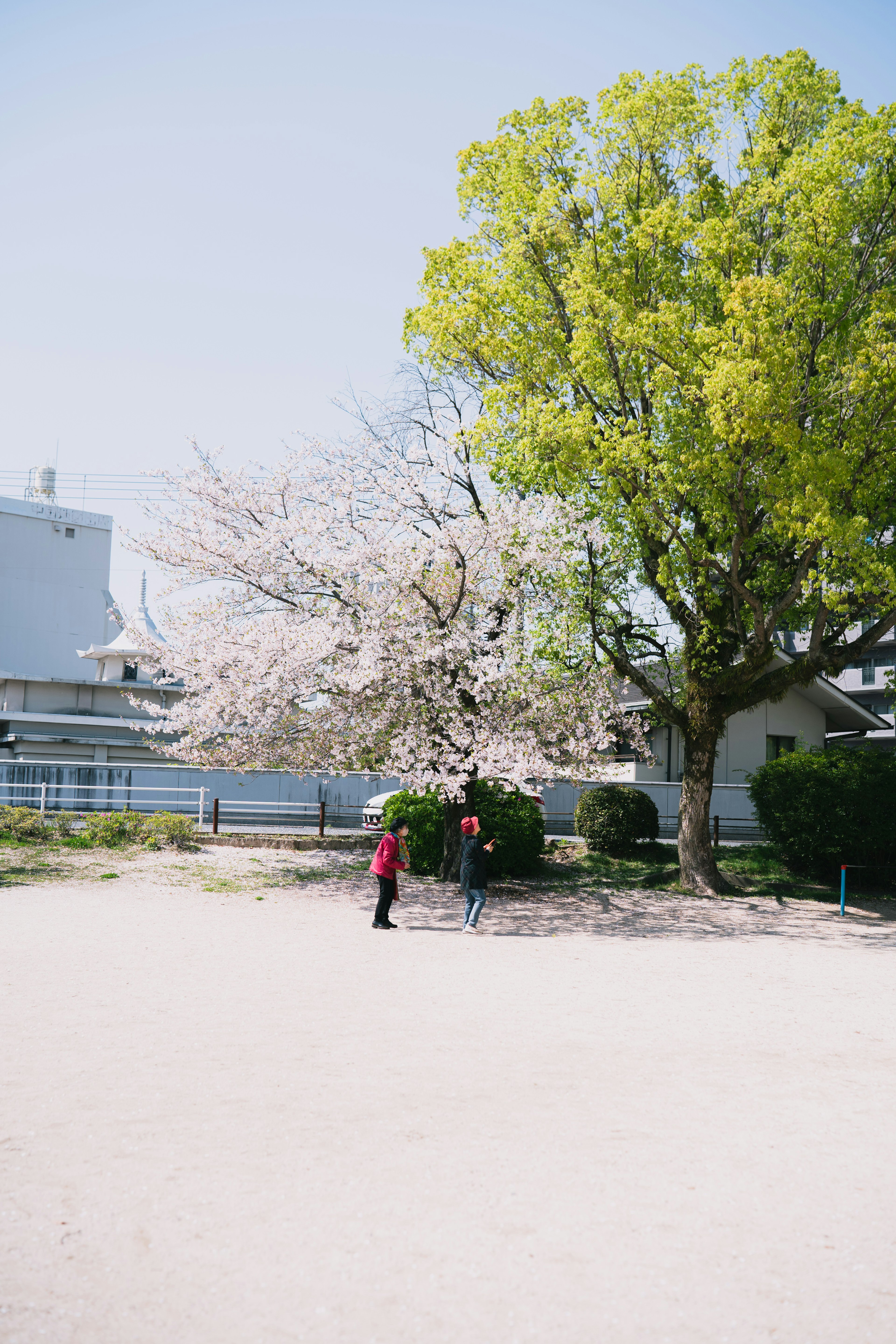 Niños jugando en un parque con un cerezo y árboles verdes