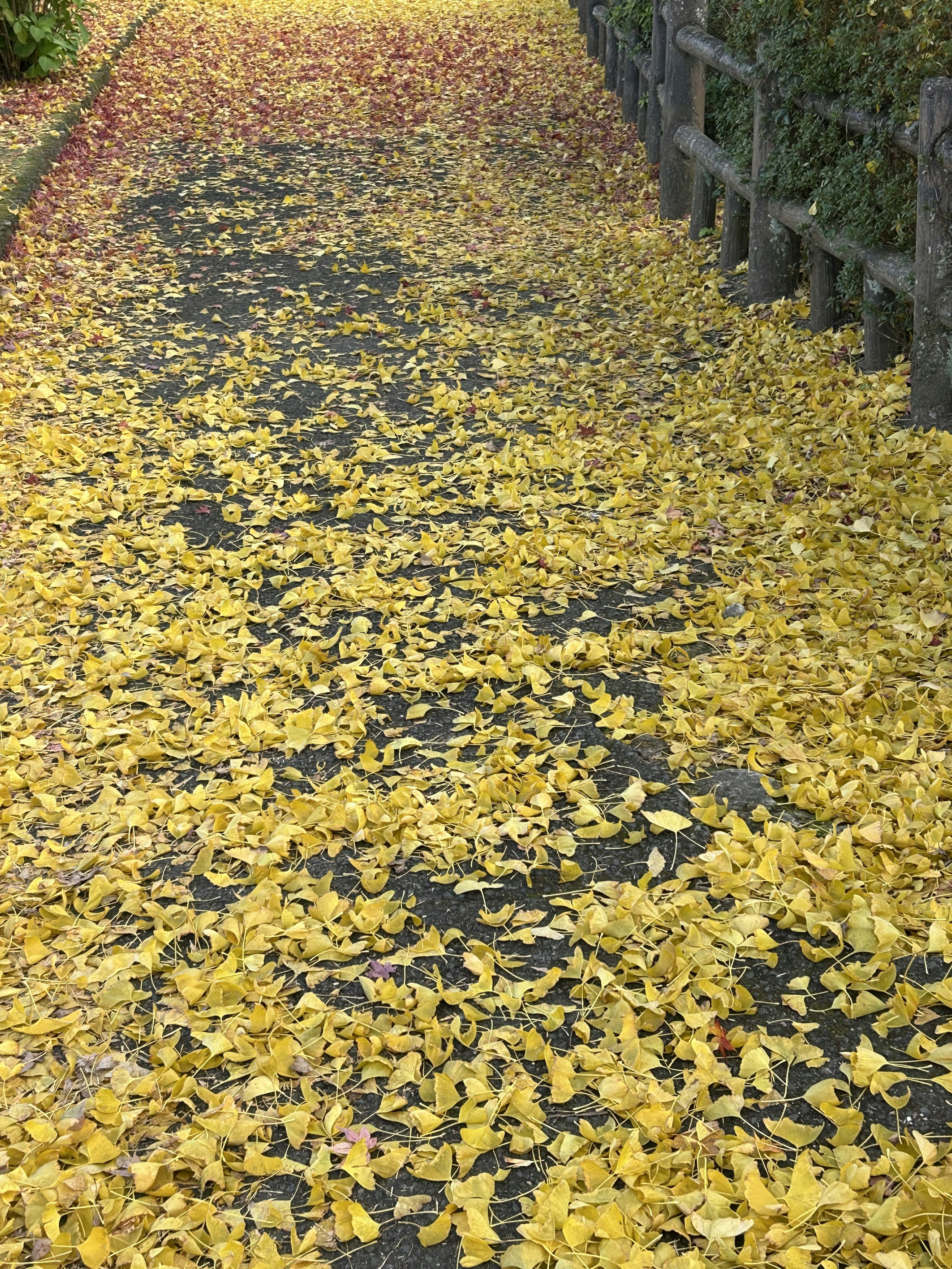 Weg bedeckt mit gelben Blättern im Herbst