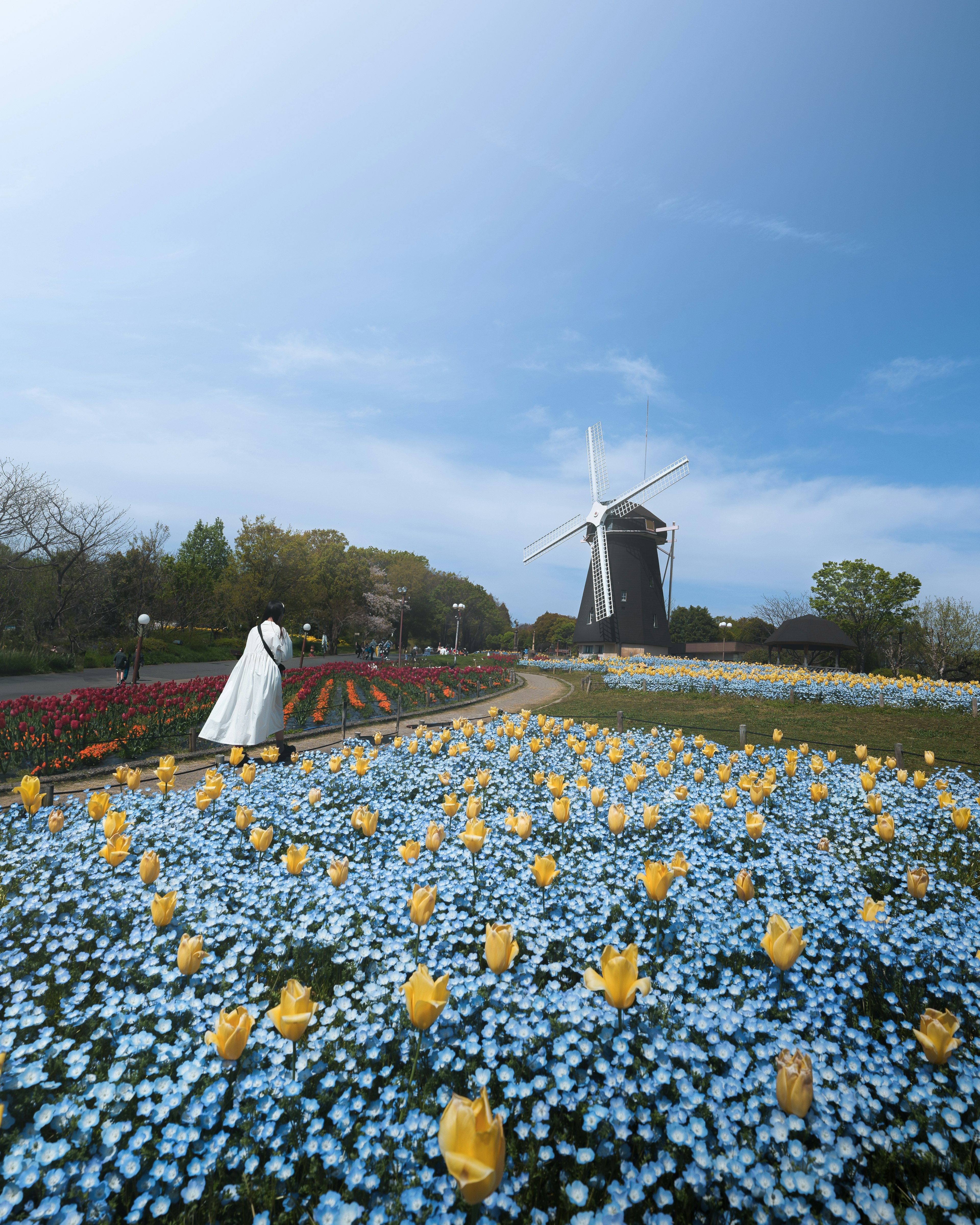 Taman dengan kincir angin dikelilingi bunga biru dan tulip kuning