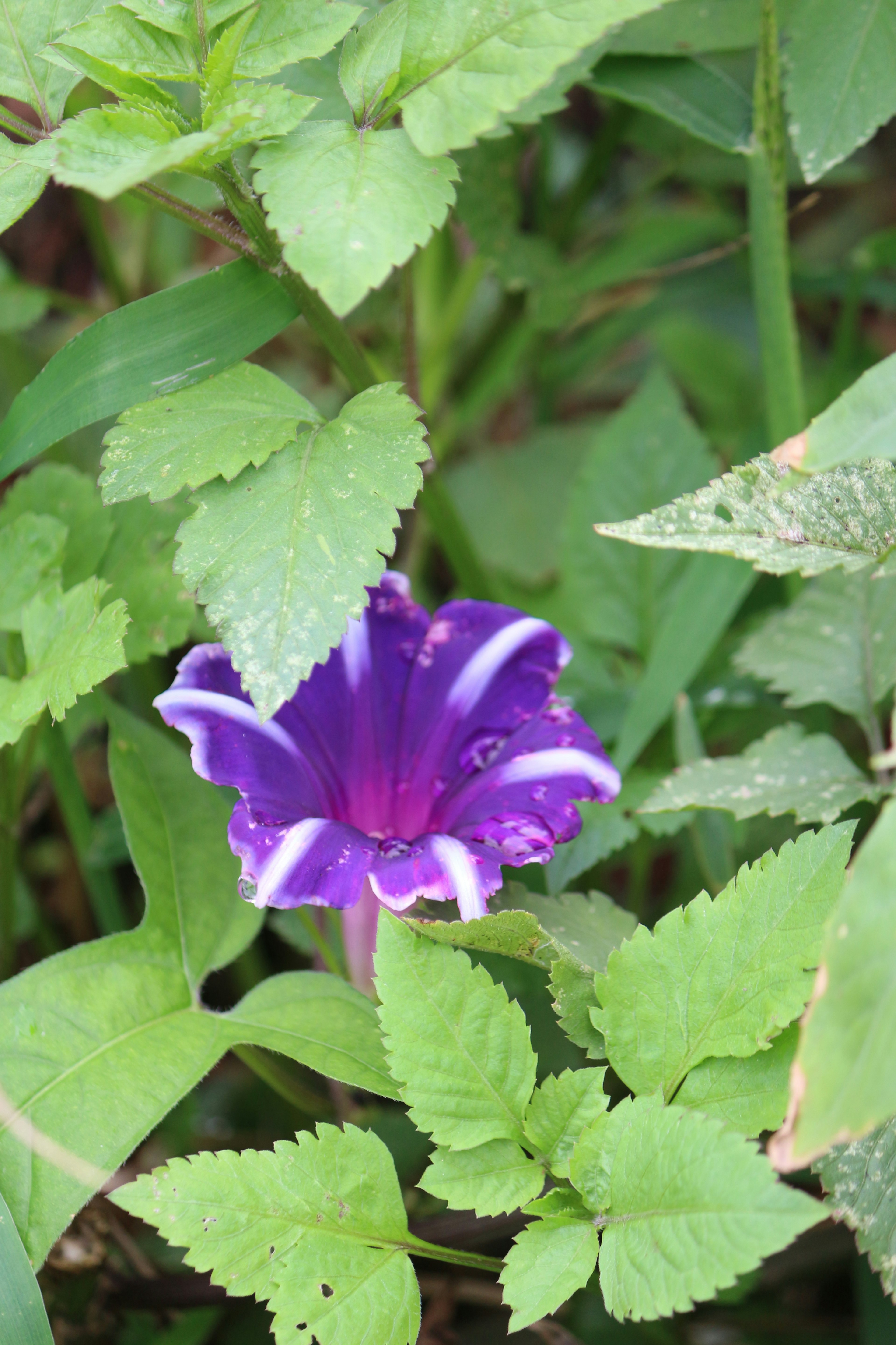 緑の葉に囲まれた紫色の花が咲いている