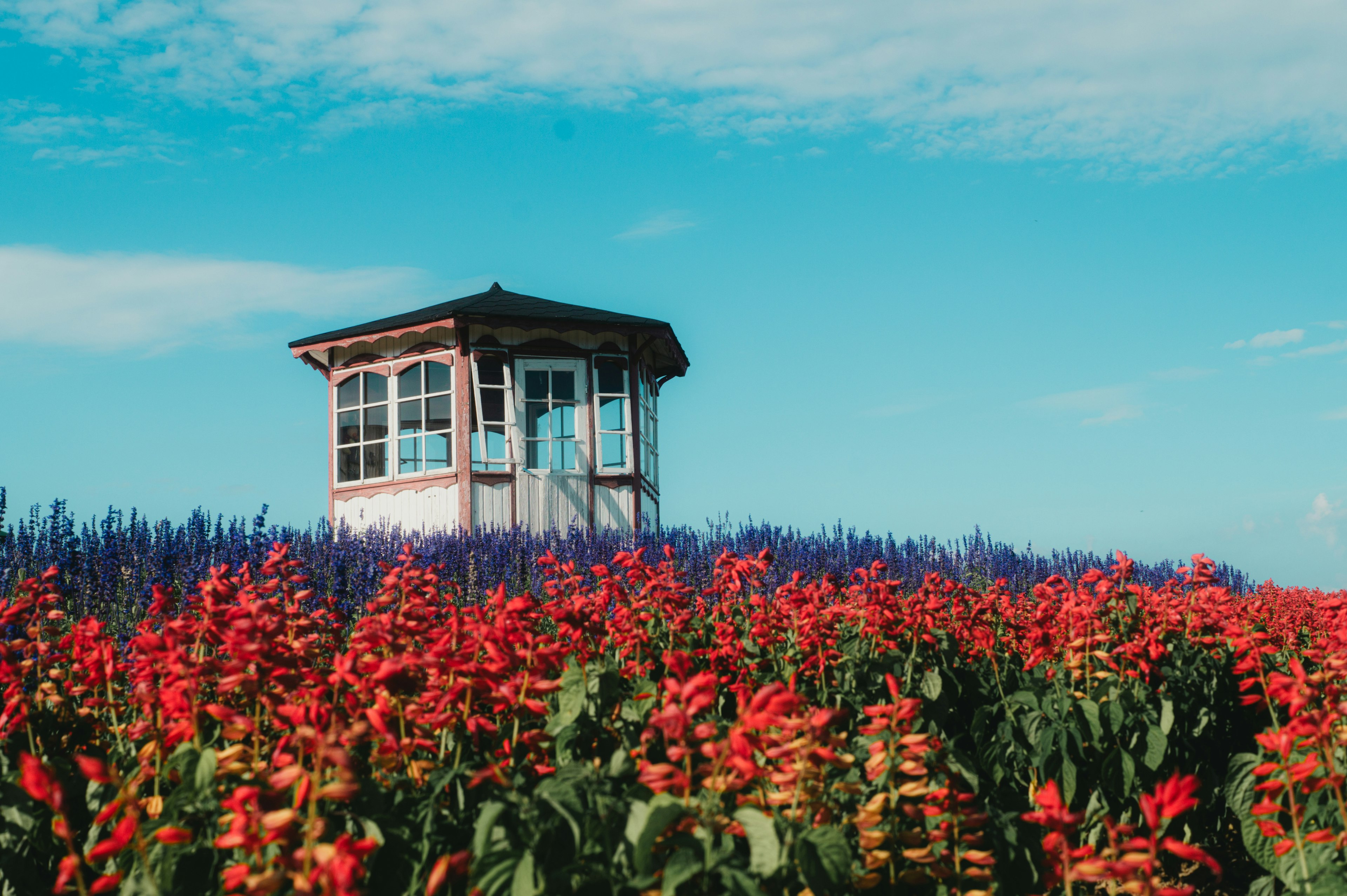 Ein kleines Haus umgeben von lebhaften roten Blumen unter einem blauen Himmel