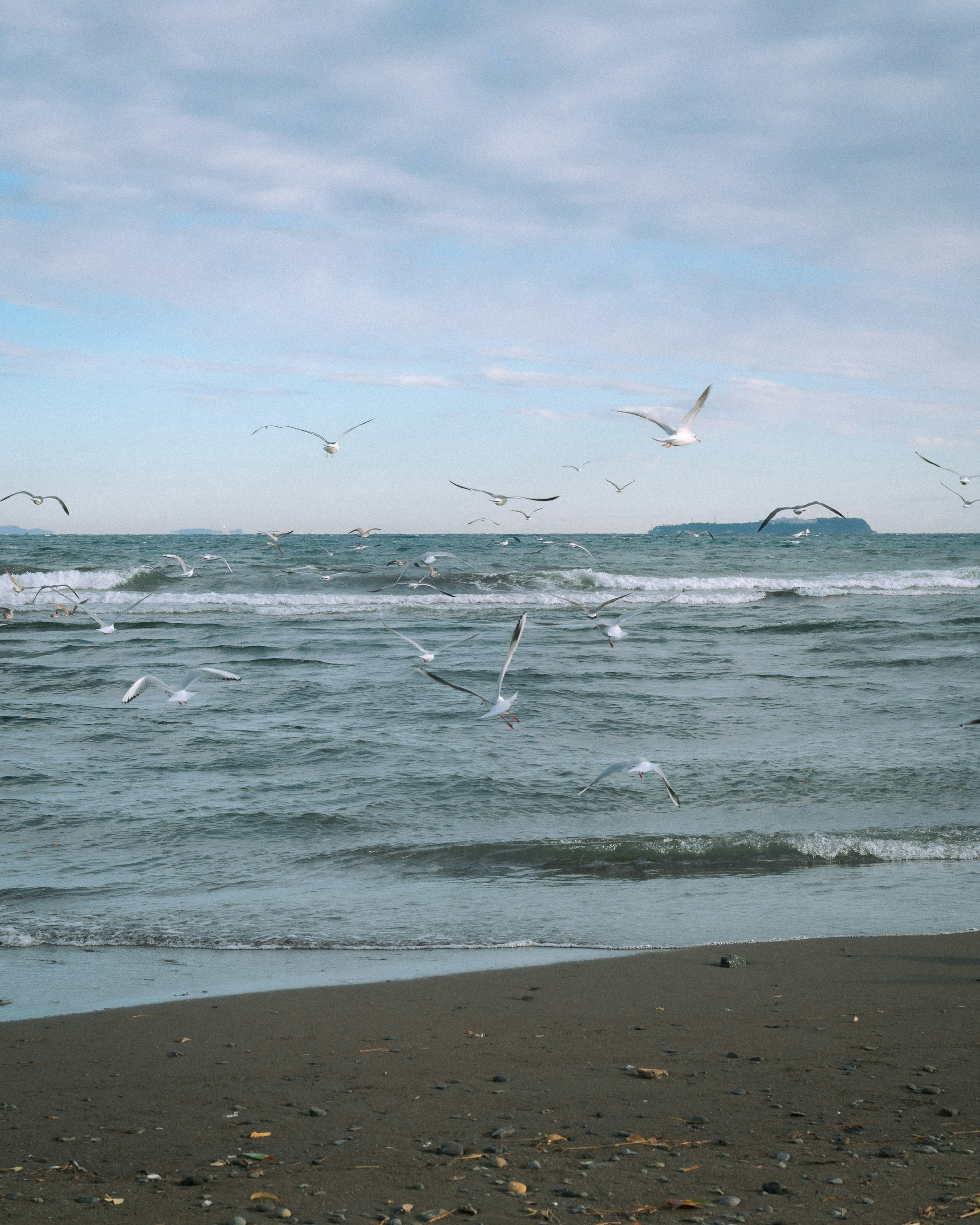 Seagulls flying over a wavy ocean at the beach