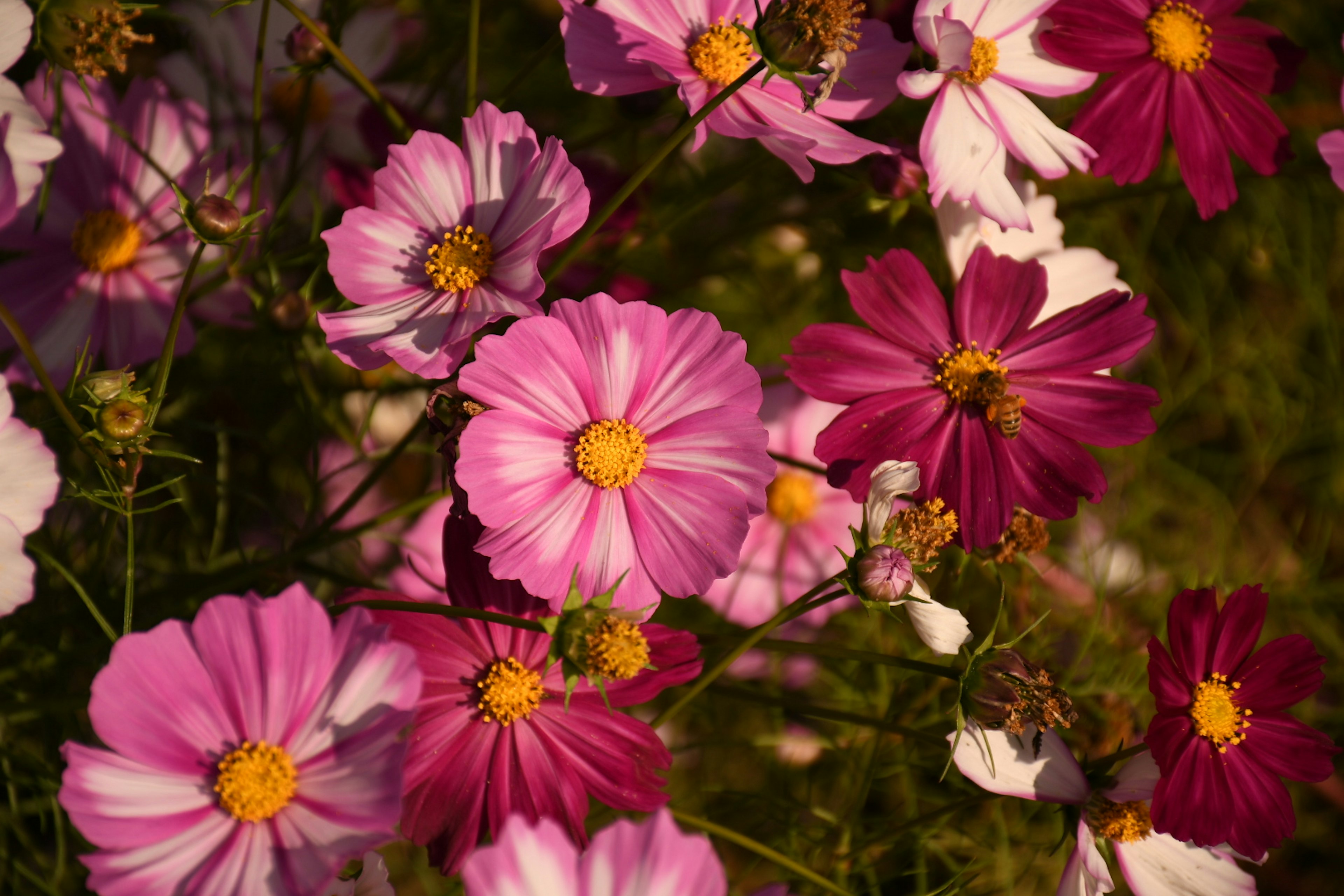 色とりどりのコスモスの花が咲いている様子