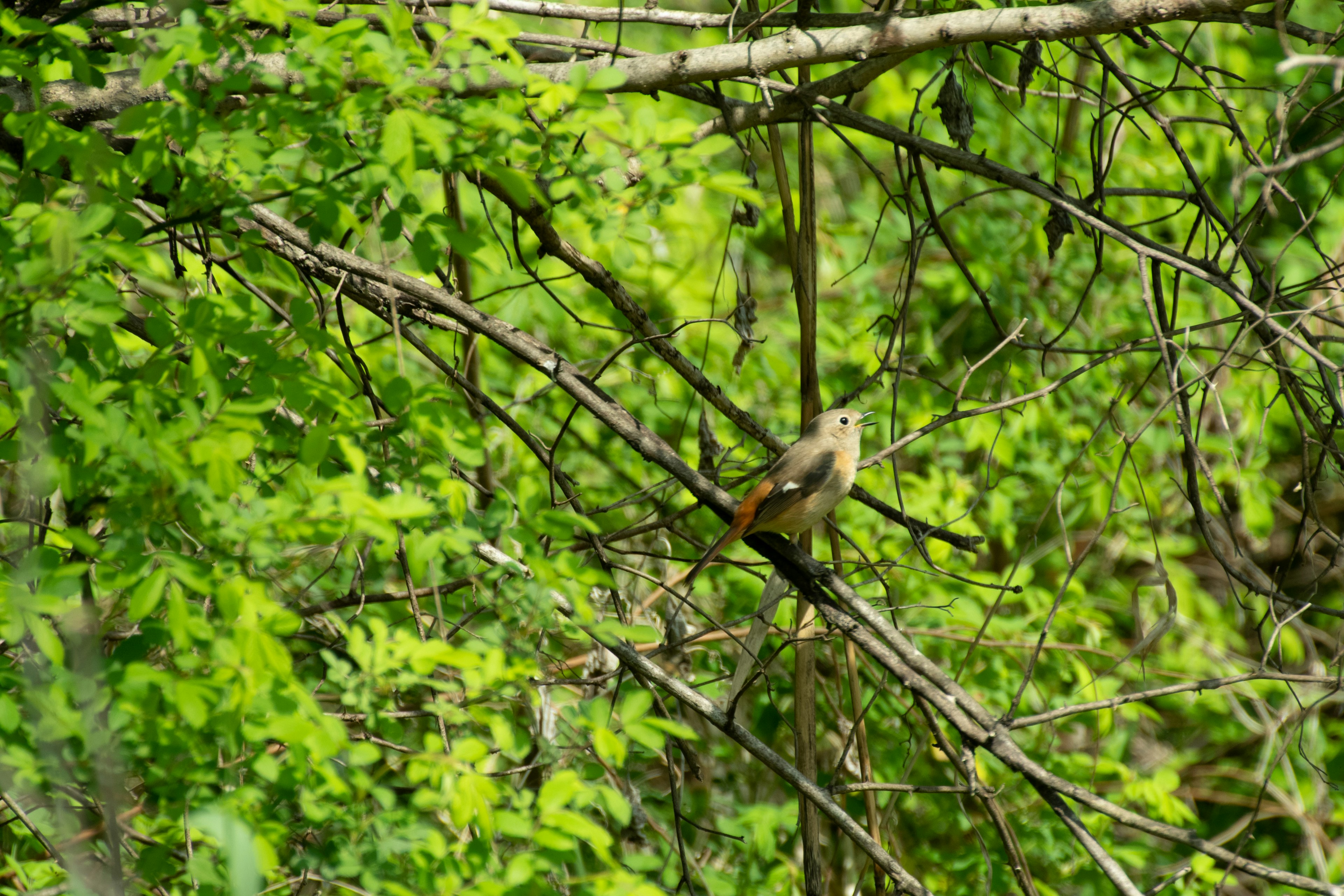 Vogel auf einem Ast umgeben von grünen Blättern