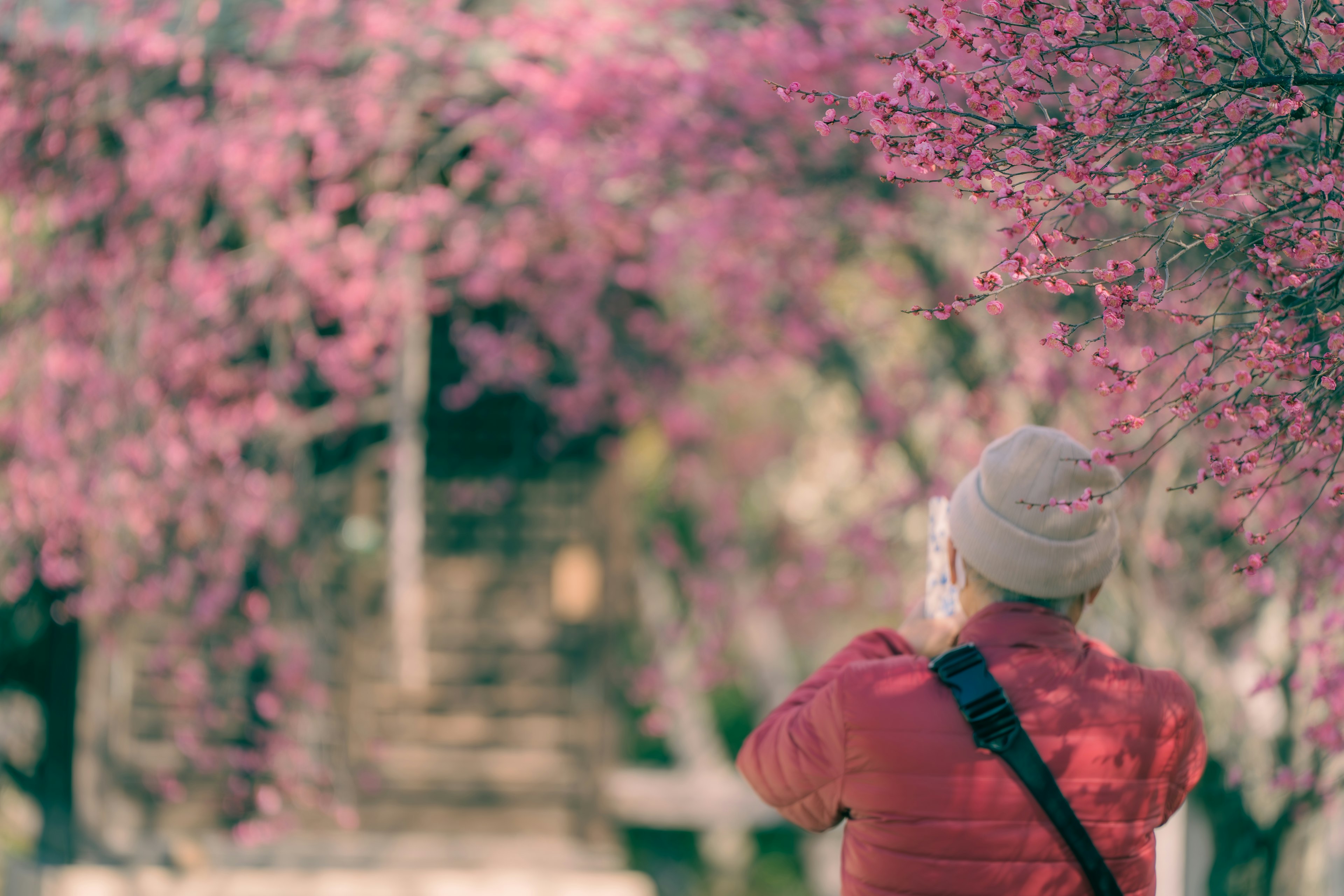 淡いピンクの花が咲く木々の間で写真を撮る人物