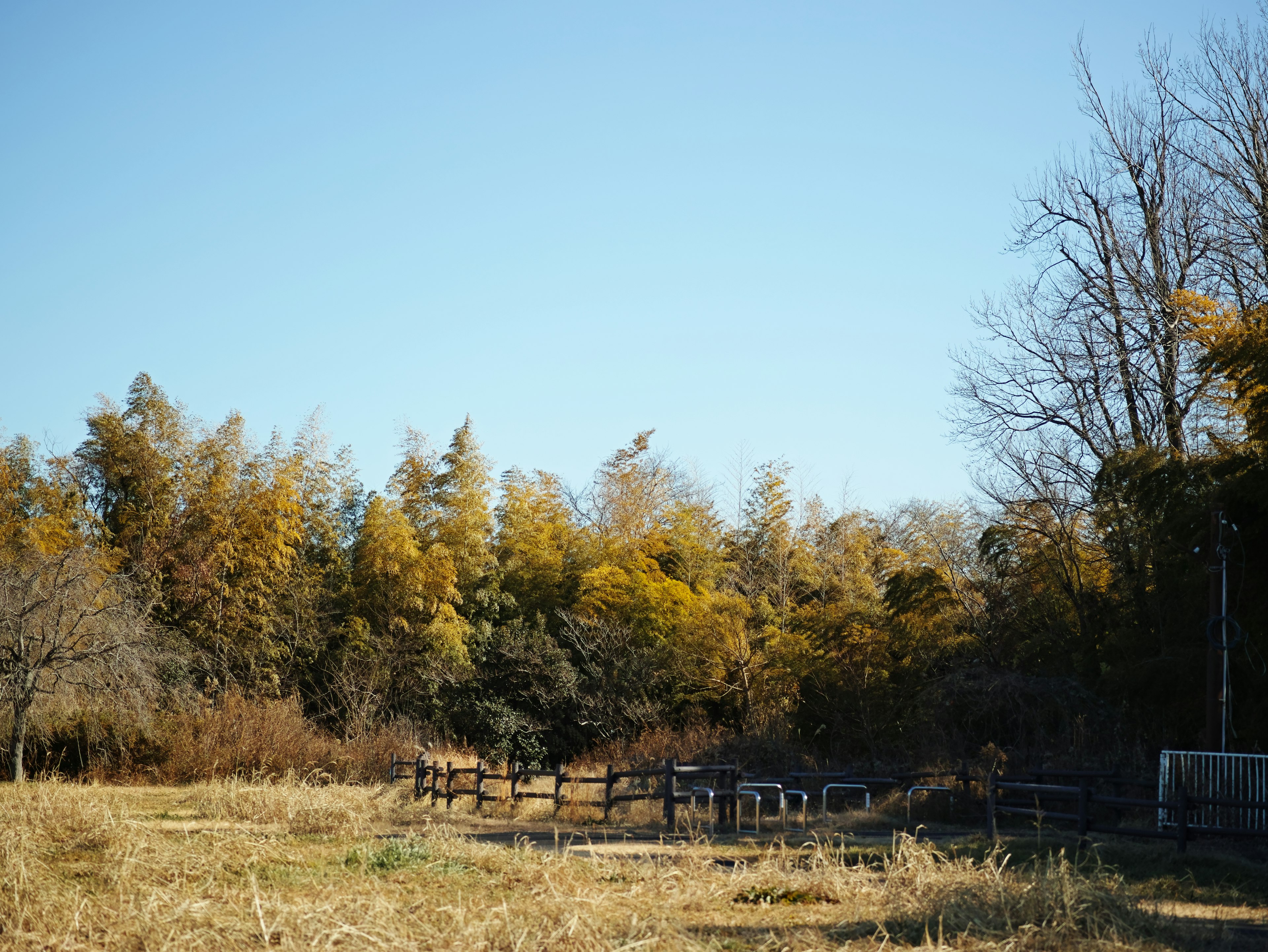 Eine Landschaft mit einem Grasfeld und bunten Bäumen unter einem blauen Himmel