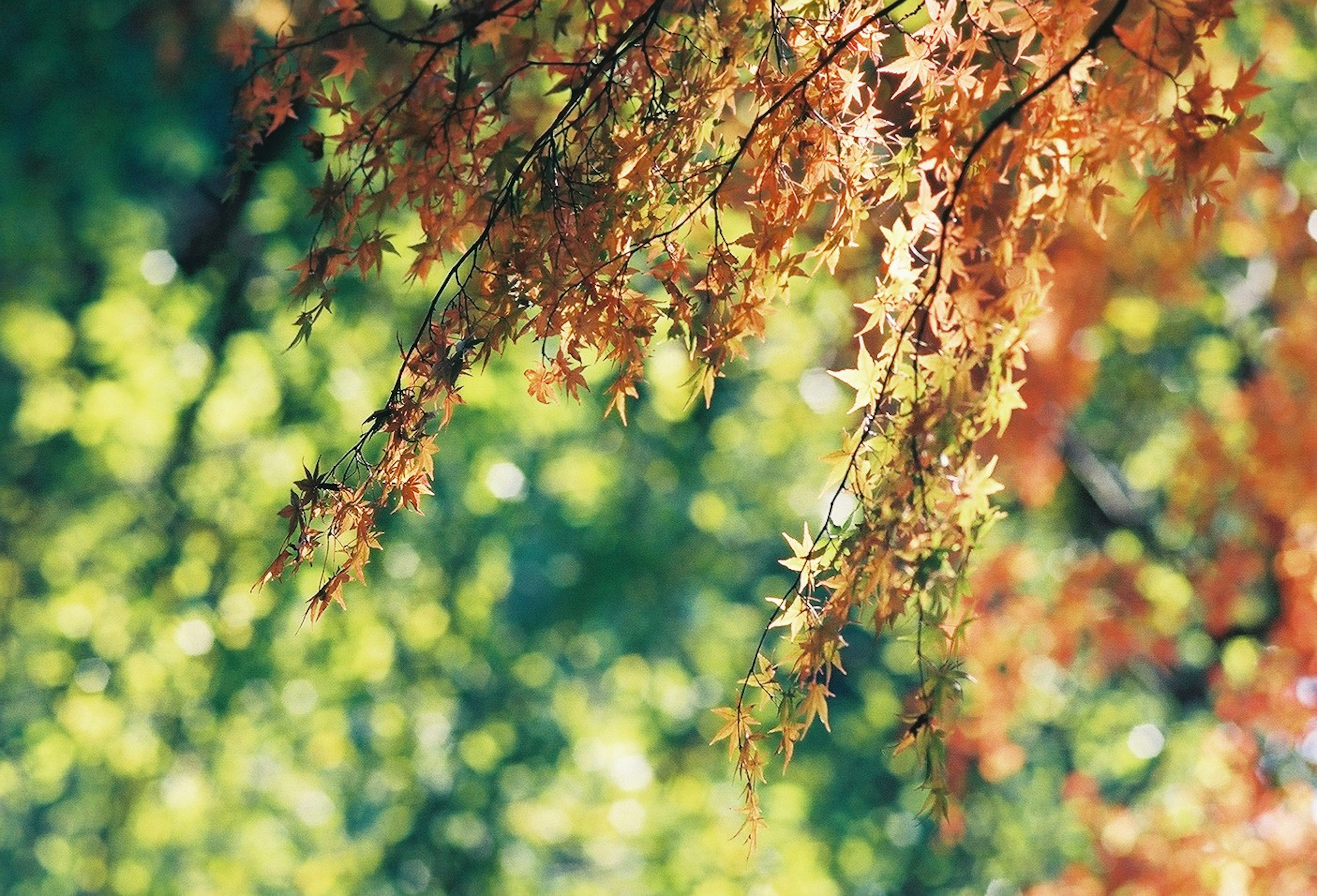 Foglie autunnali arancioni su uno sfondo verde