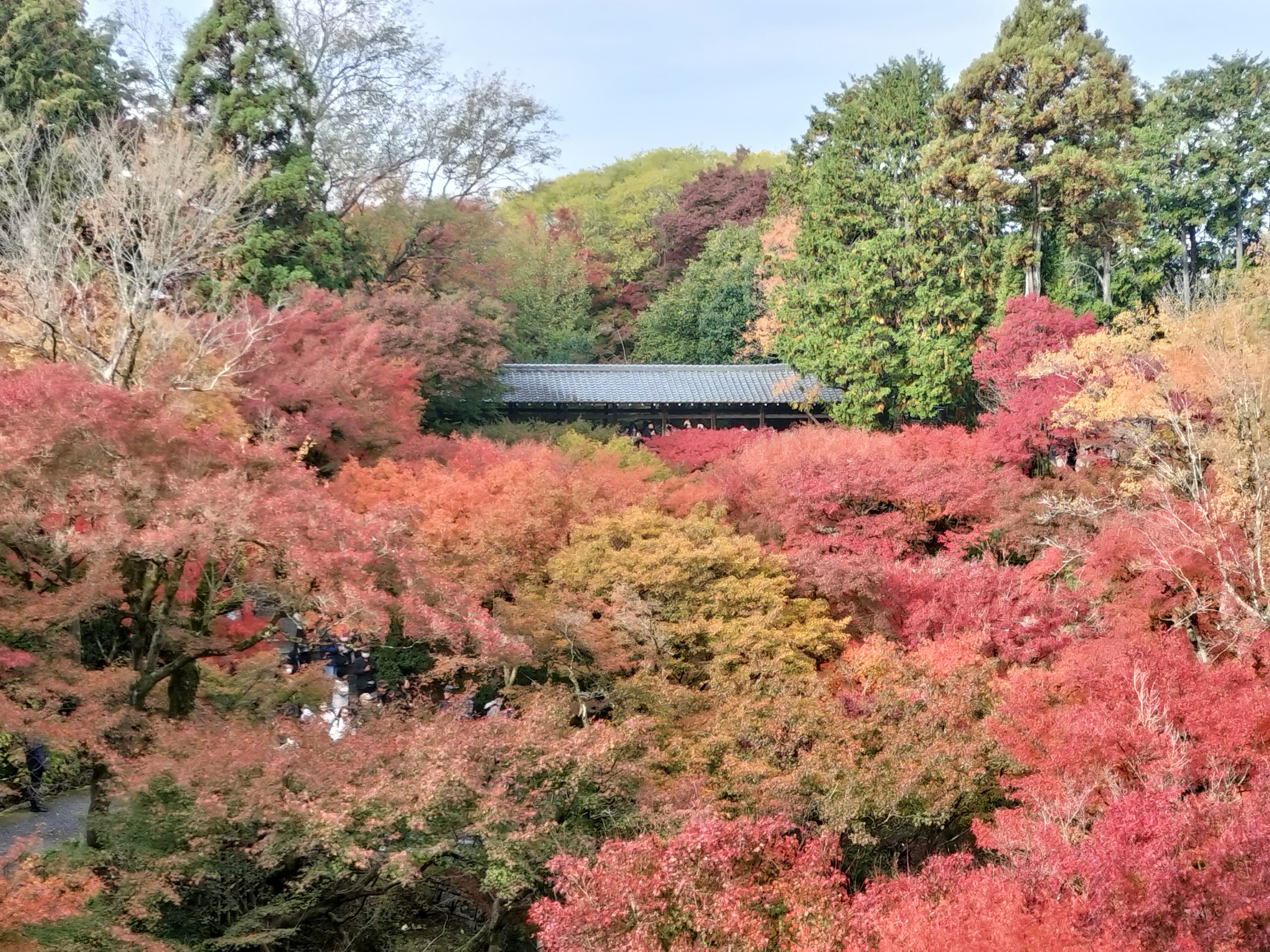 Eine Gartenszene umgeben von wunderschönem Herbstlaub mit roten und grünen Bäumen