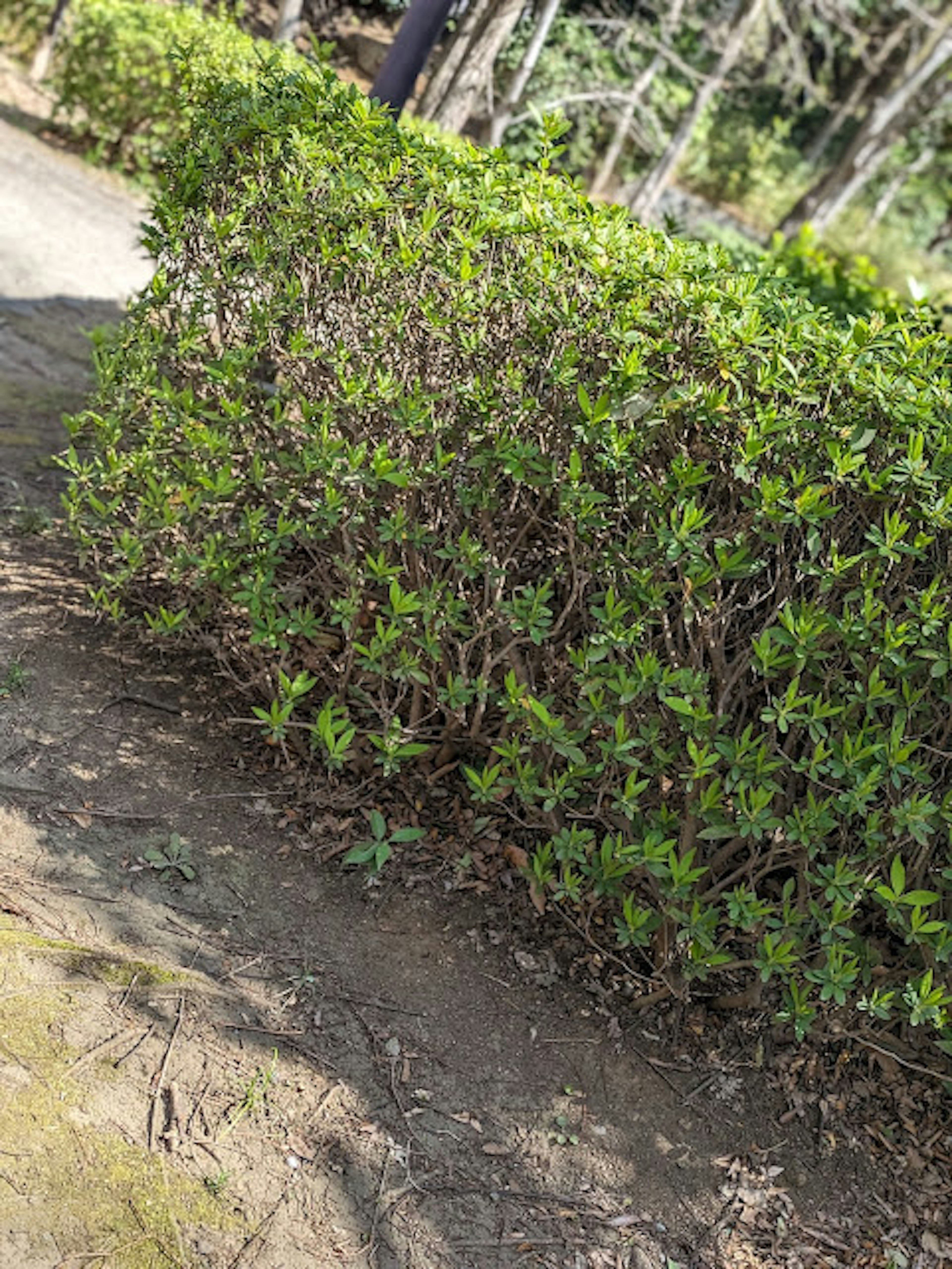 緑の生い茂った低い生け垣が道の側にある