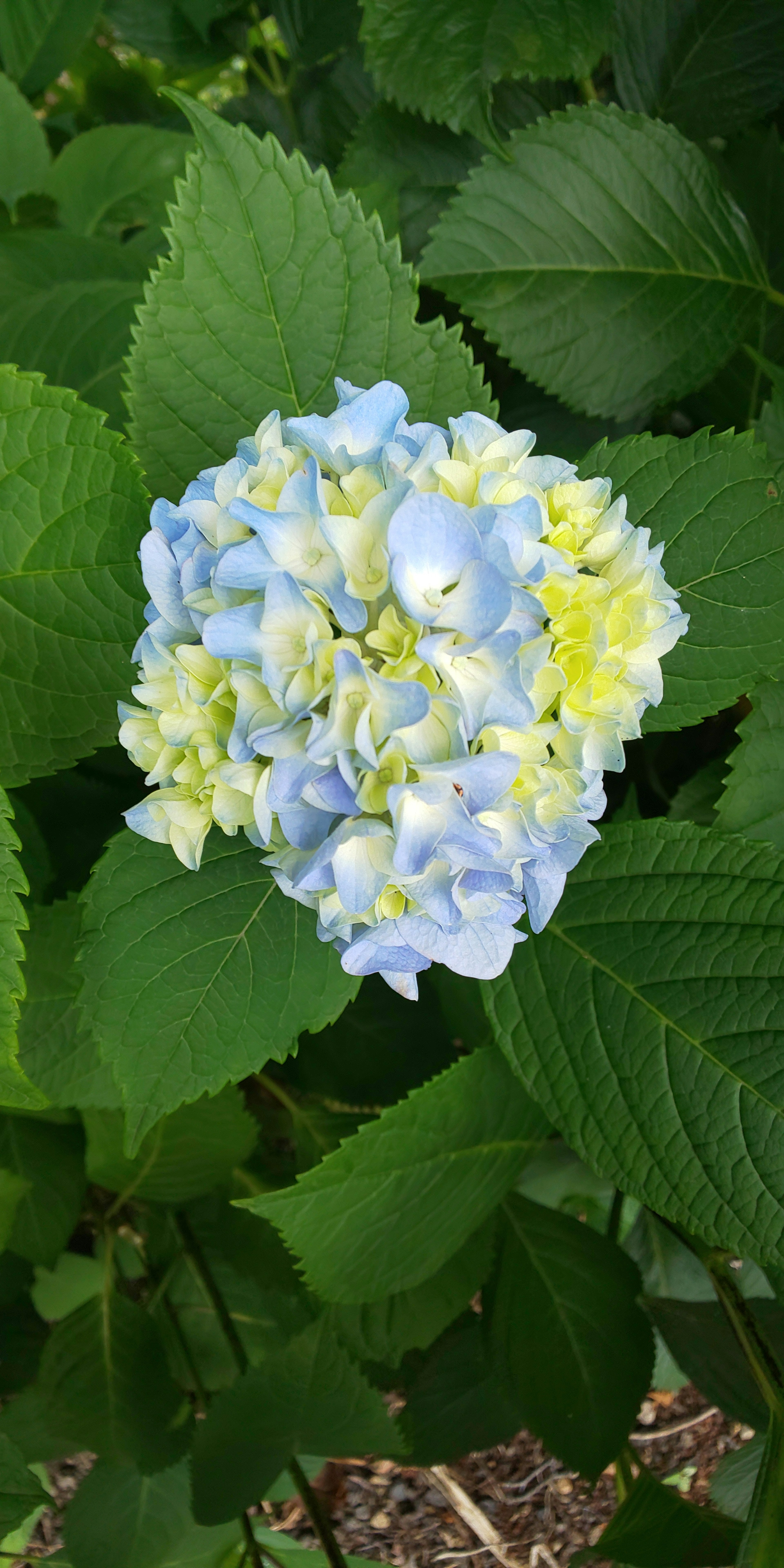 Close-up of a blue hydrangea flower with green leaves