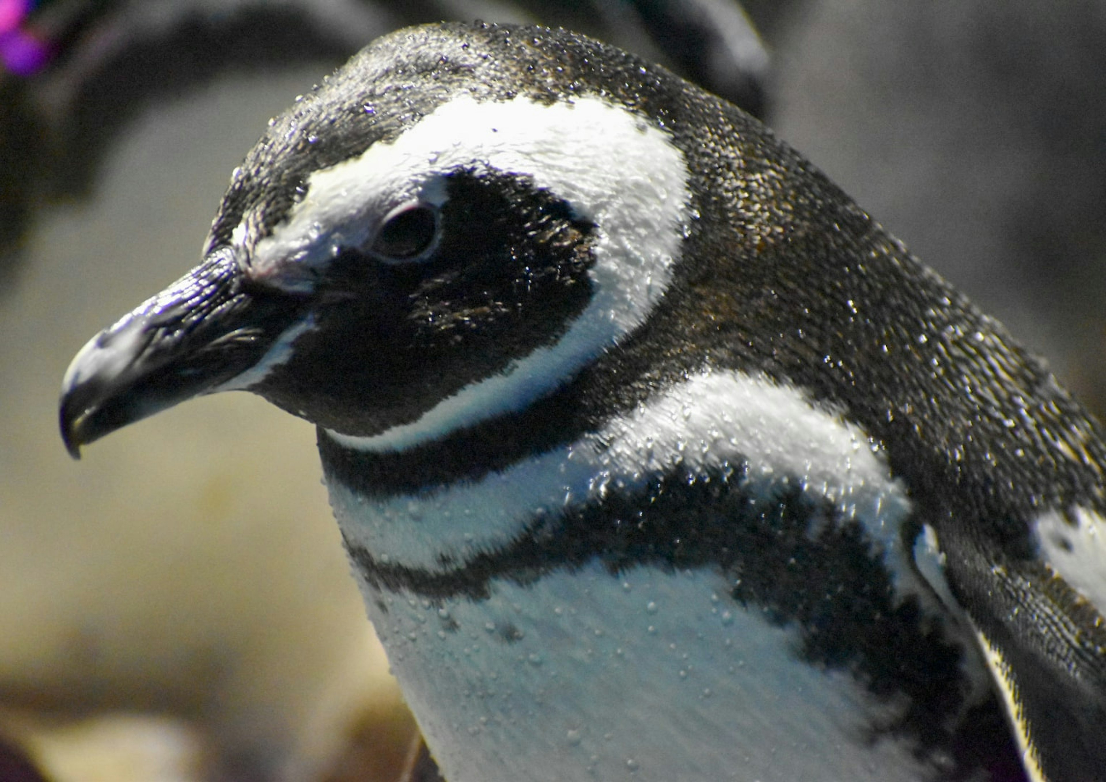 Primer plano de la cara de un pingüino con marcas negras y blancas distintas