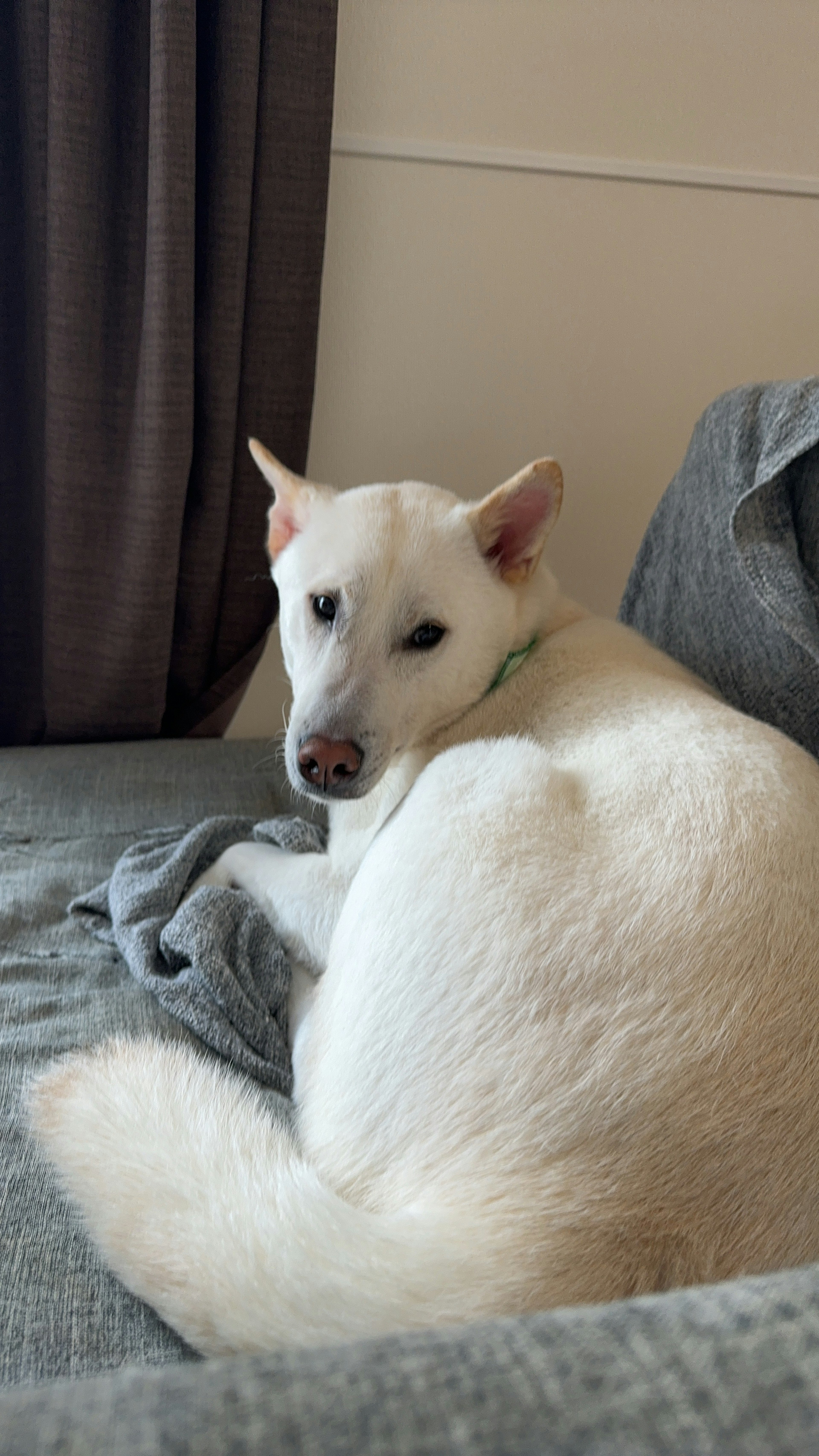 Ein weißer Hund liegt auf einem Sofa