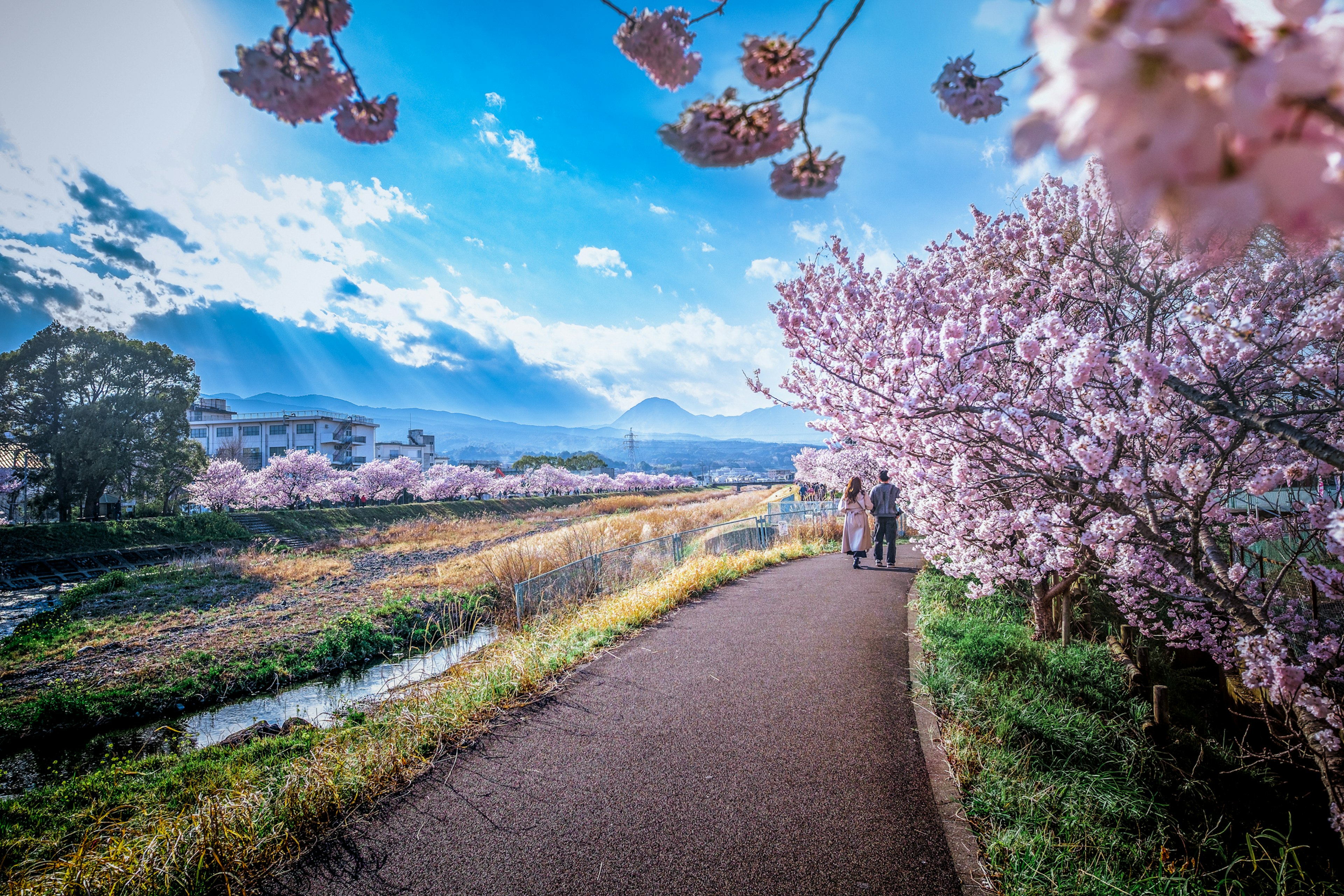 Paar, das einen Weg entlanggeht, der von Kirschbäumen gesäumt ist, mit dem Fuji im Hintergrund