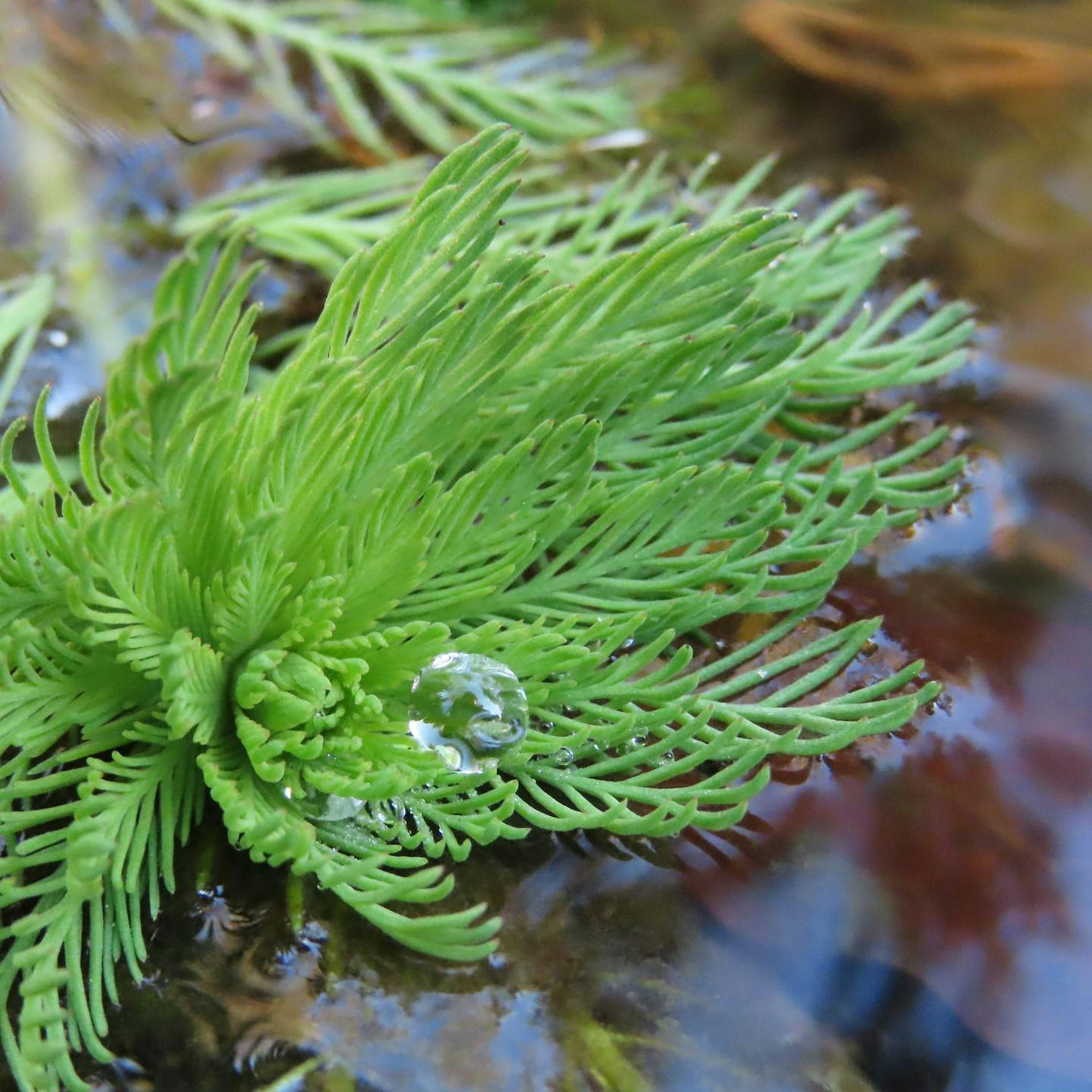 Pianta acquatica verde che galleggia sulla superficie dell'acqua