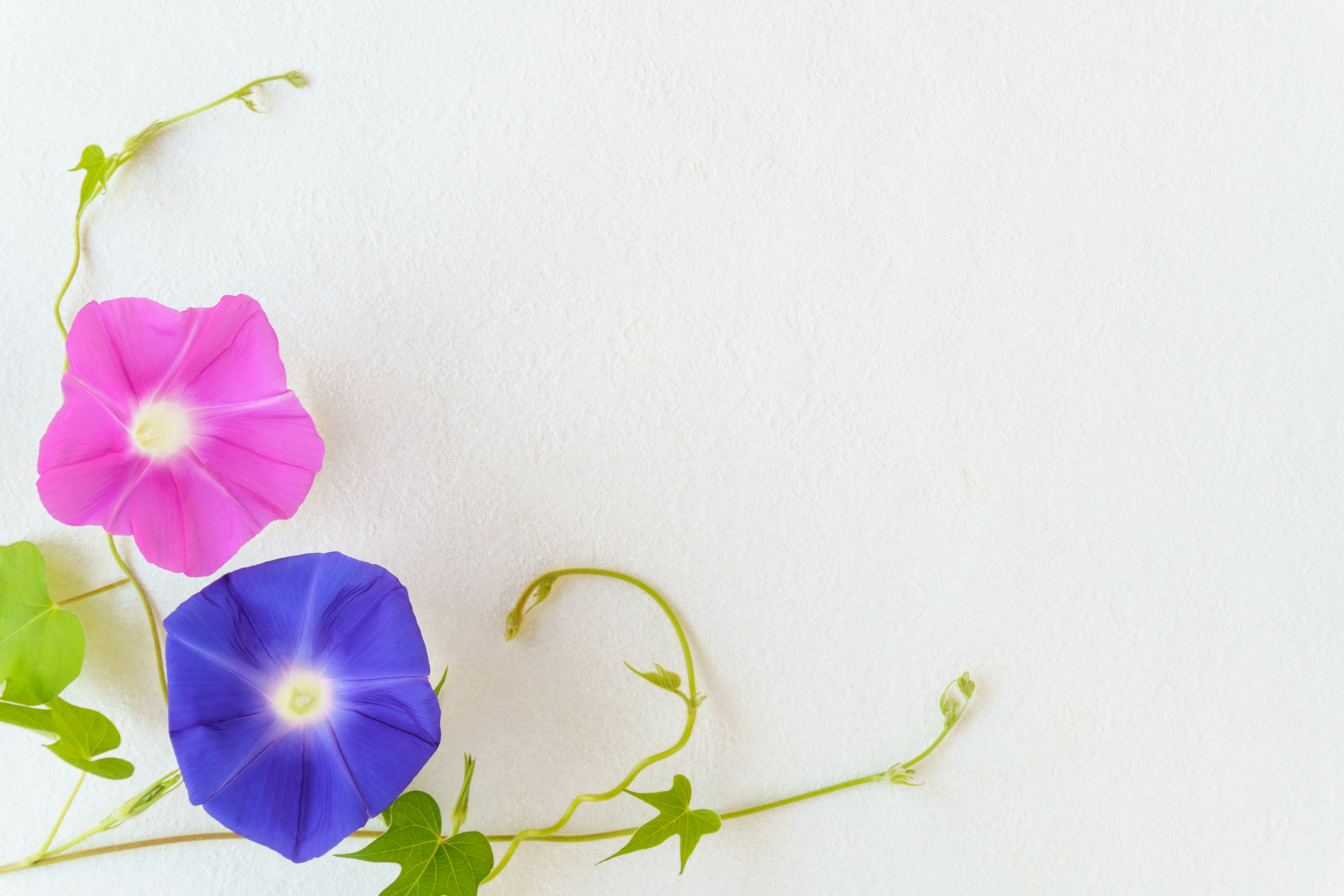 Flores de gloria de la mañana rosas y azules con enredaderas verdes sobre un fondo blanco