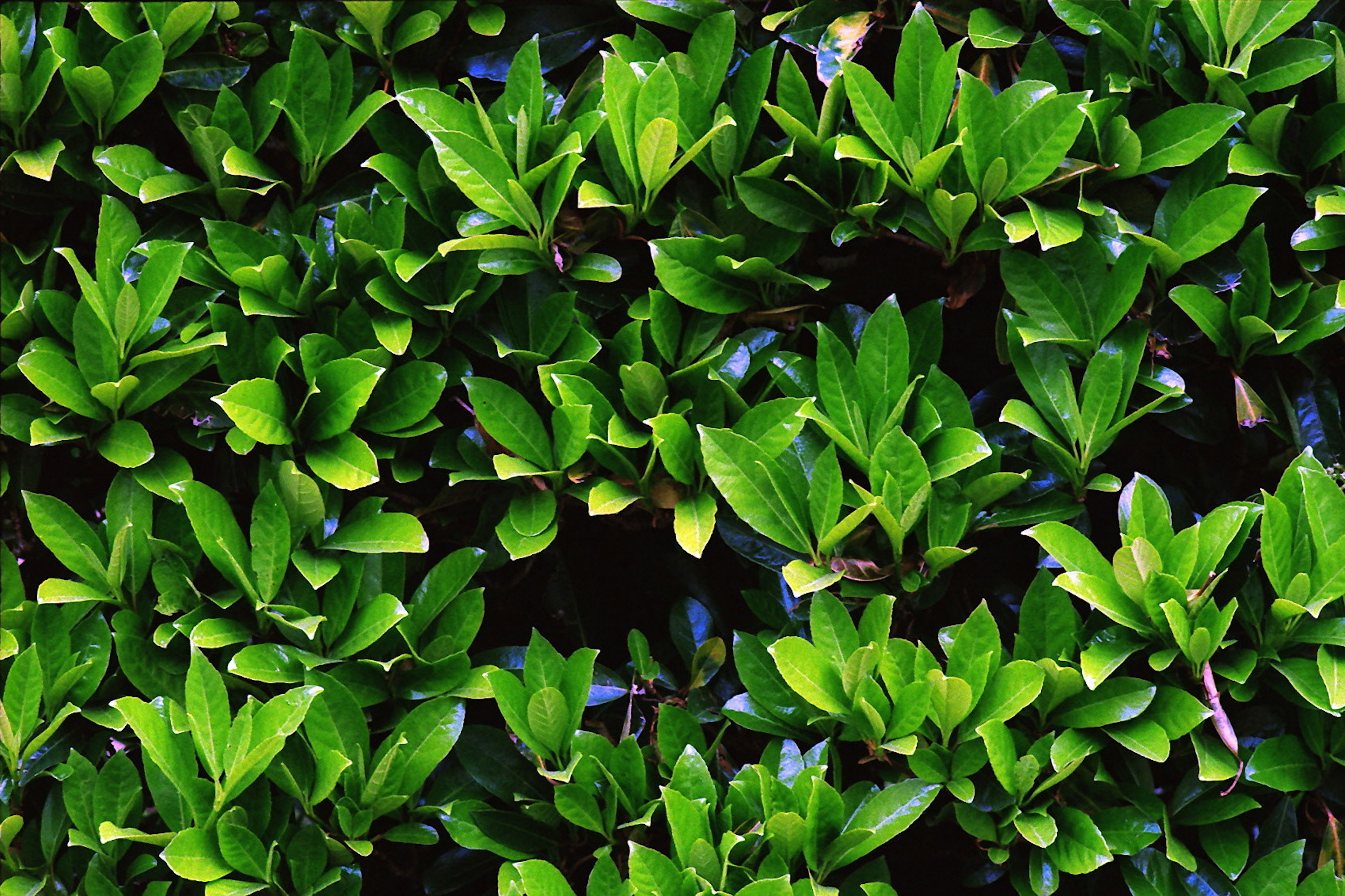 Feuillage vert dense d'un mur de plantes