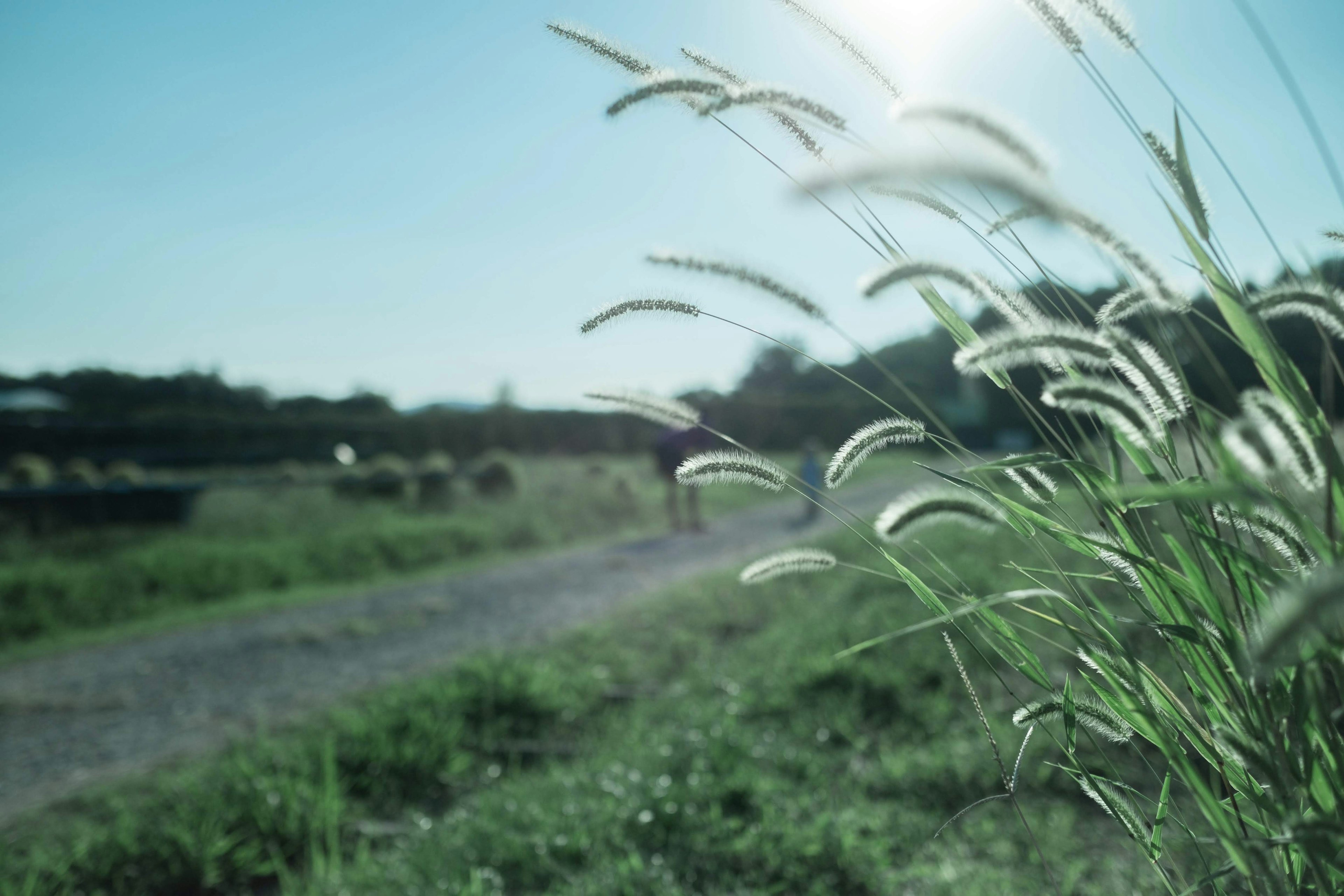 Grass blades swaying under a blue sky with a distant path