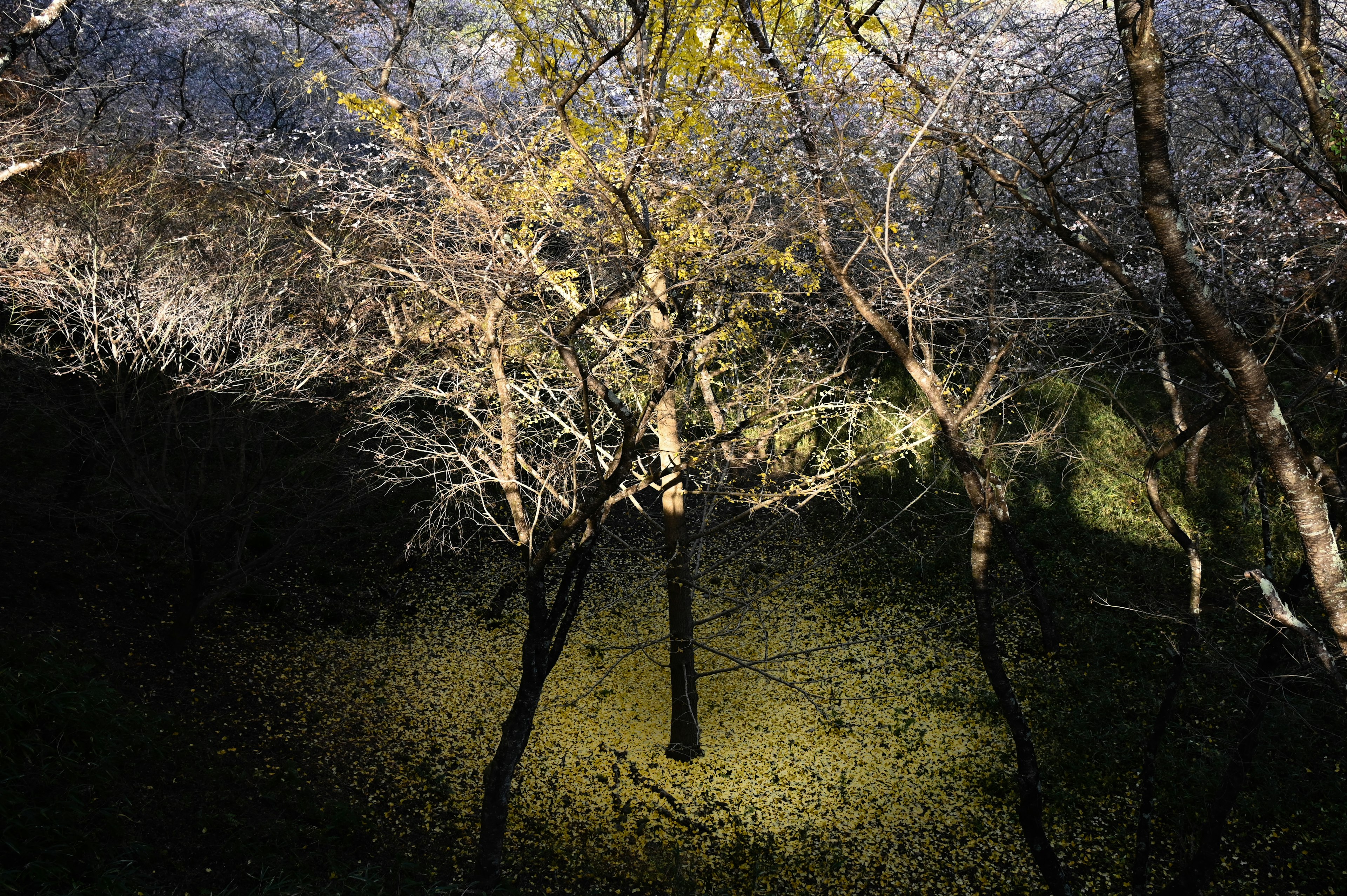 Alberi illuminati con uno sfondo scuro