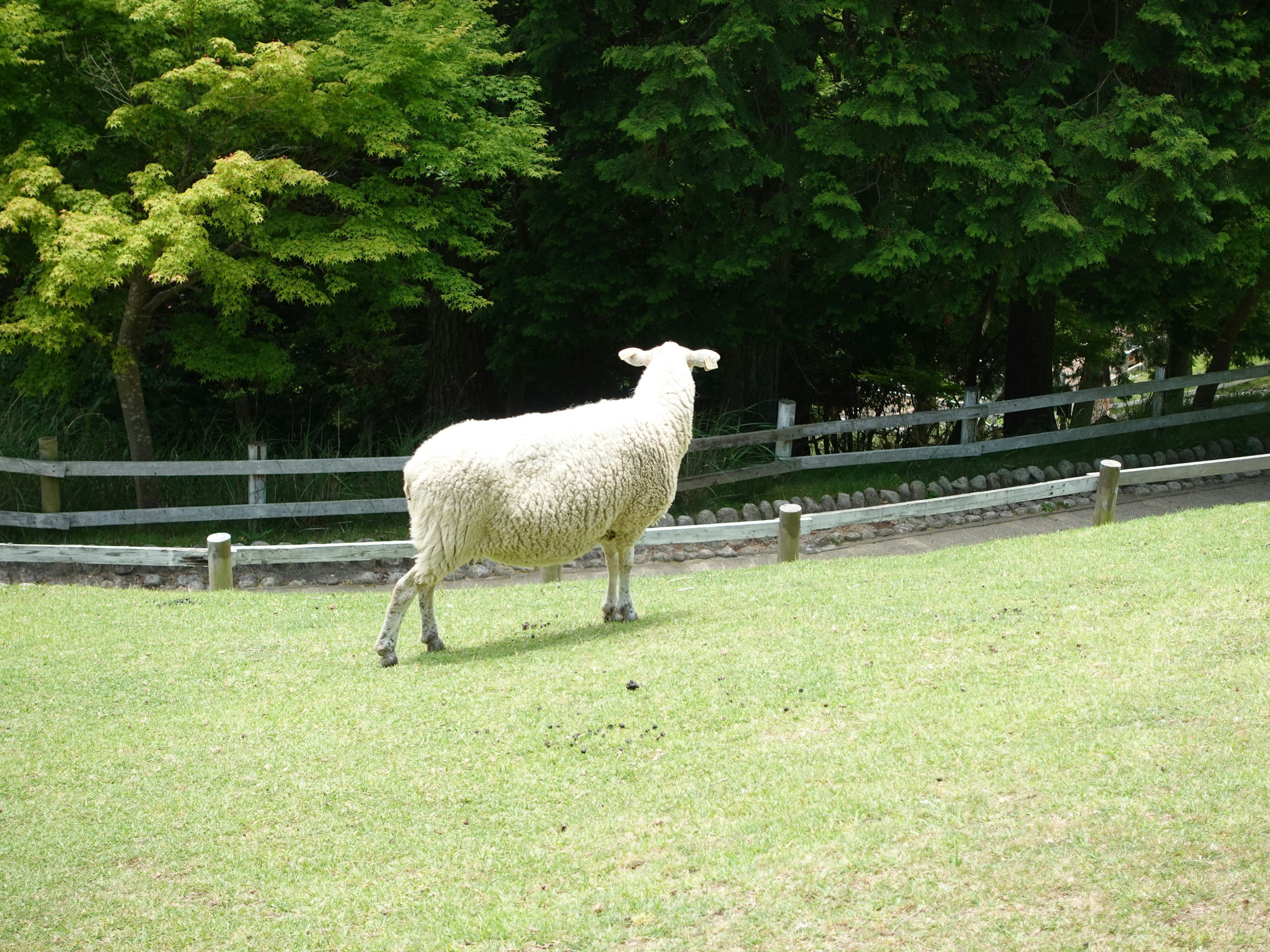 Ein weißes Schaf steht auf grünem Gras