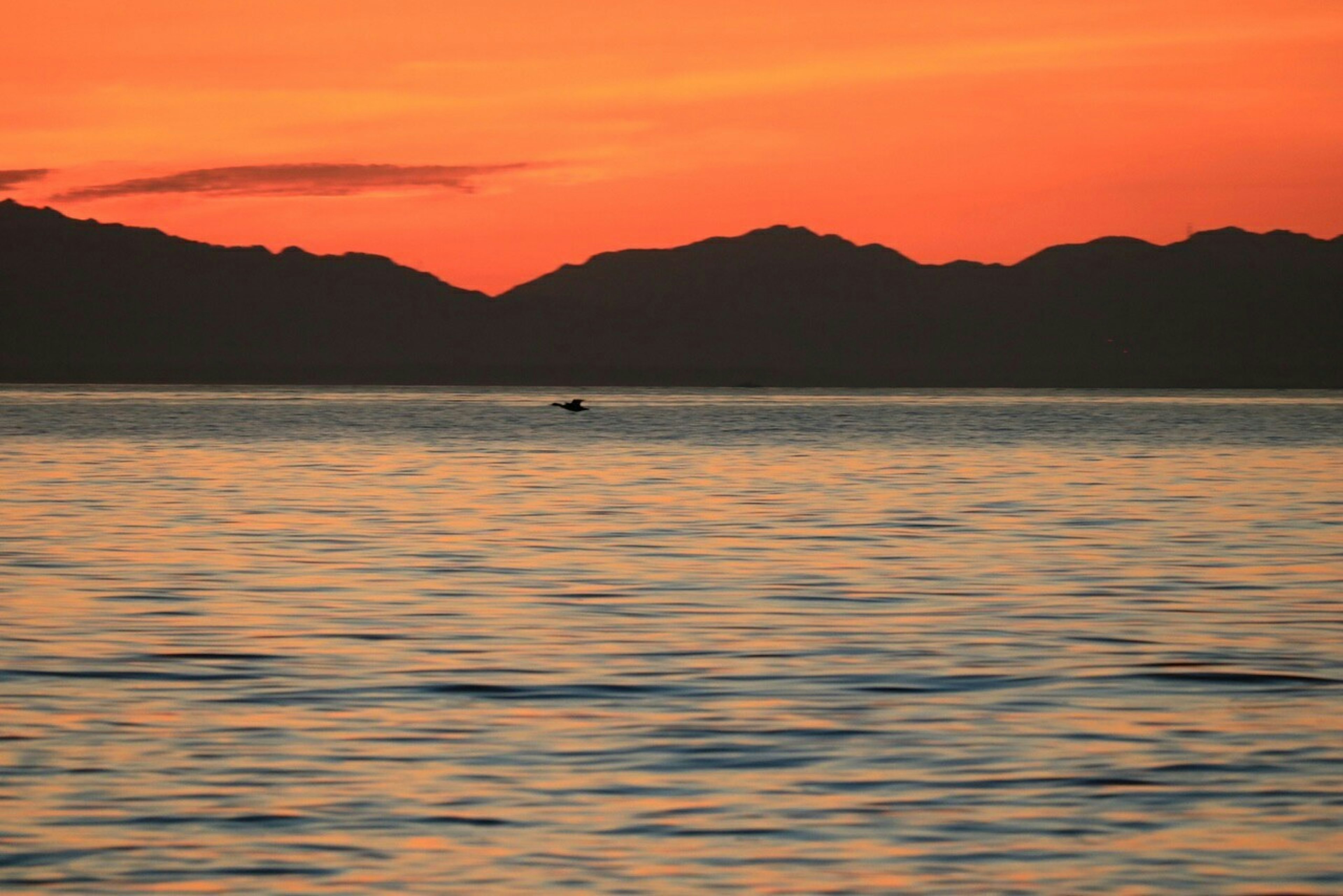 夕焼けの海と山のシルエットに小さな海の生き物