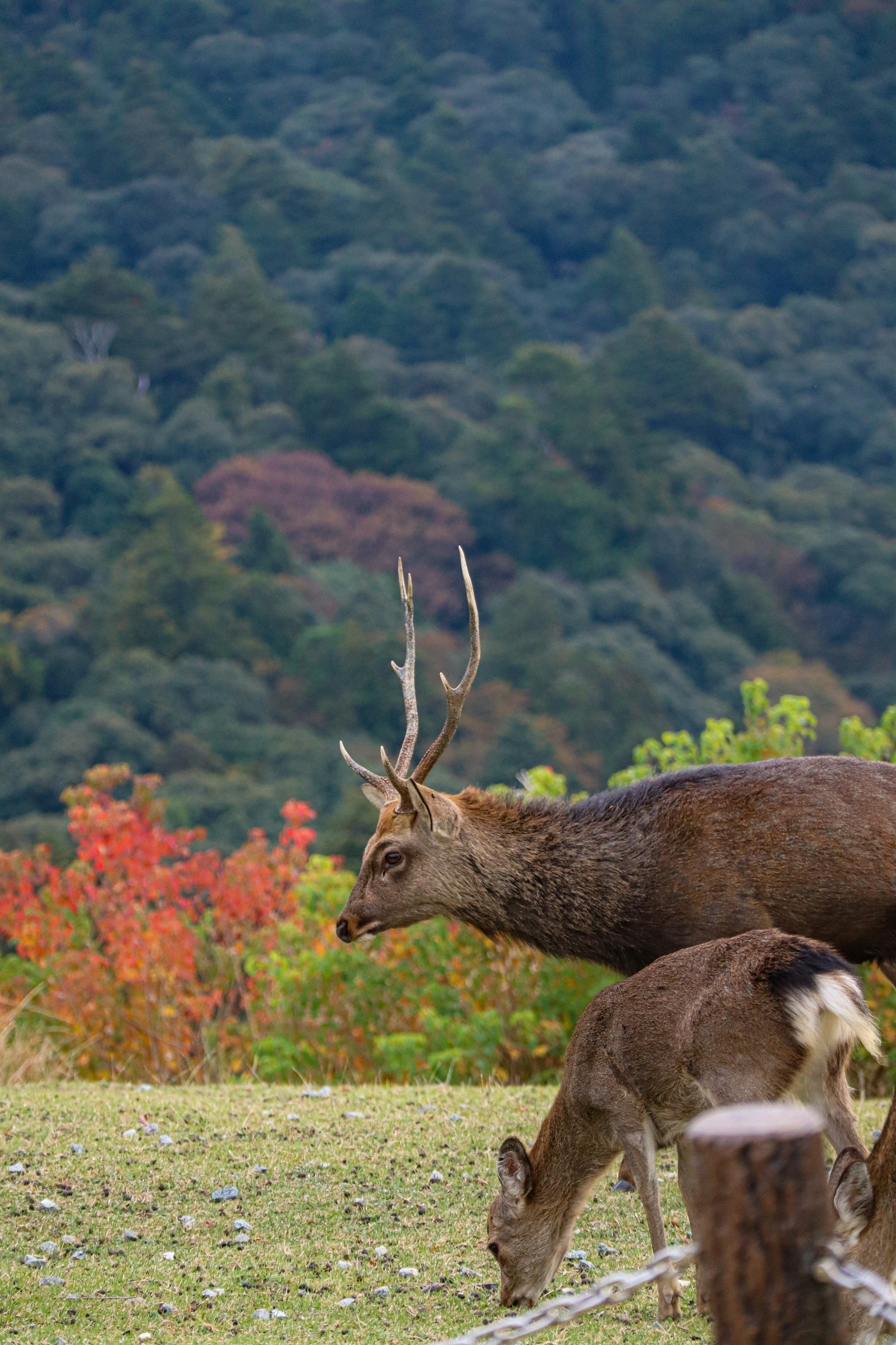 A deer and a fawn grazing in a scenic meadow with autumn foliage in the background