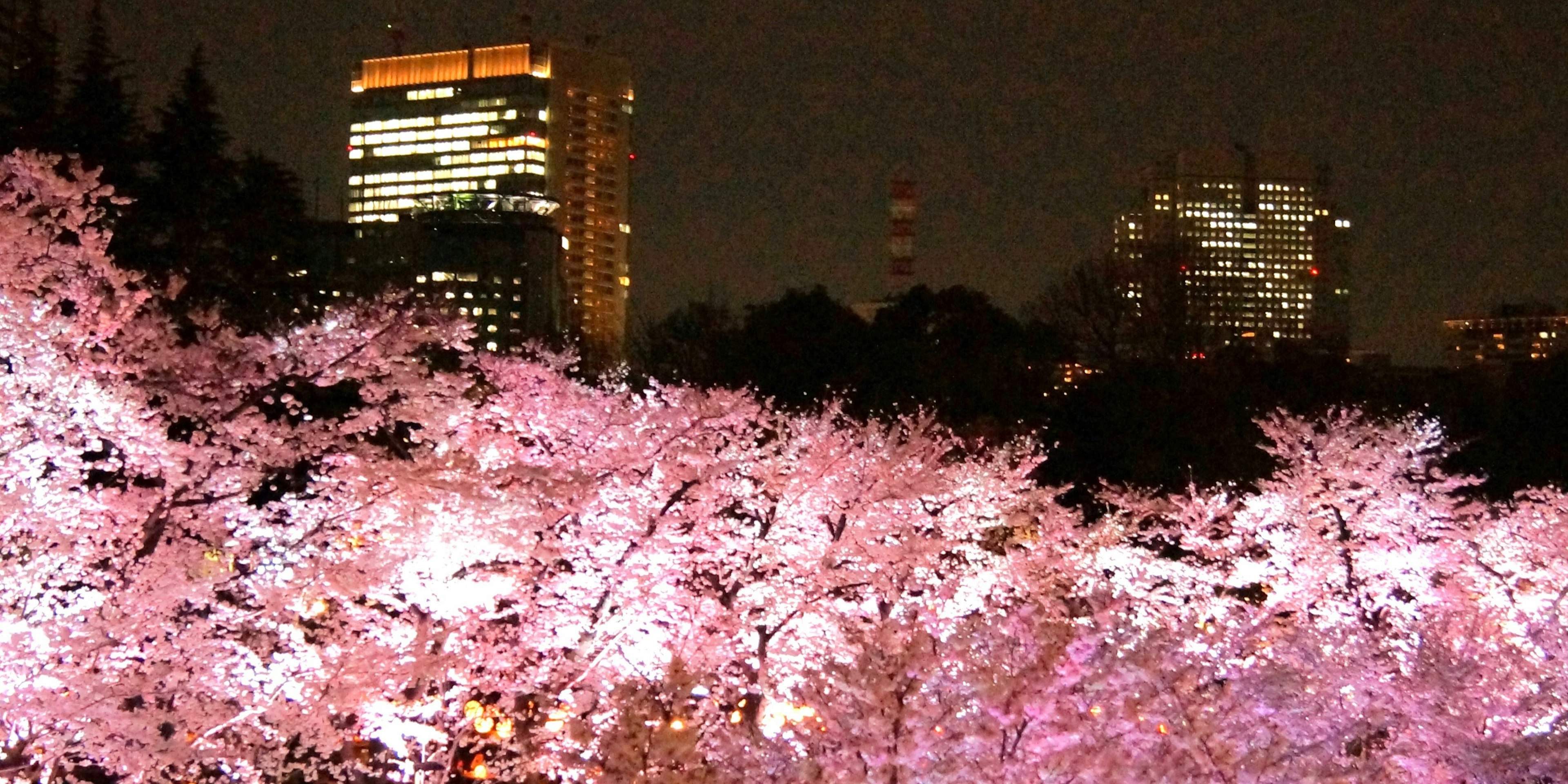 Nachtansicht der Kirschblüten in einem Park in Tokio mit Wolkenkratzern