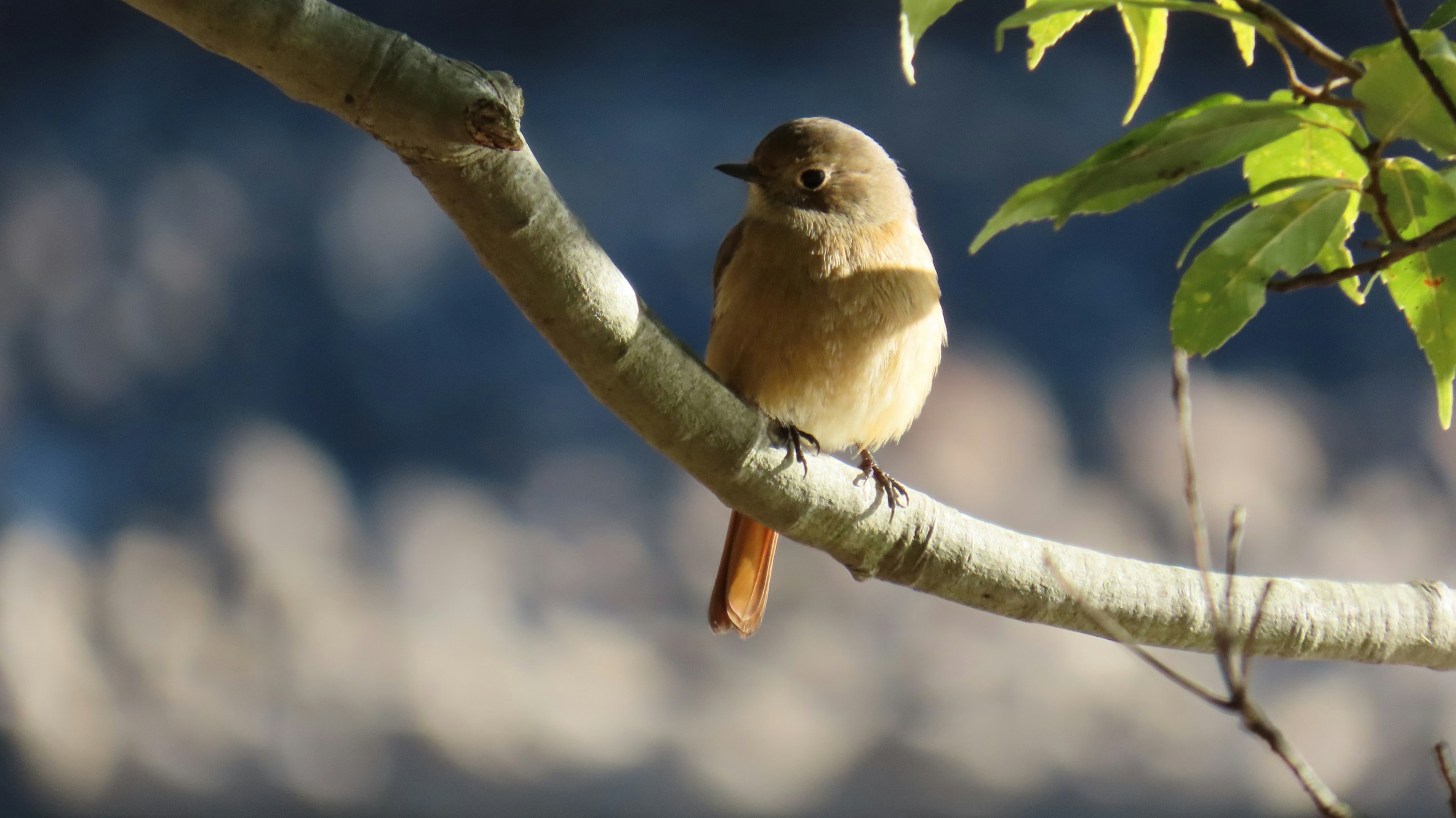 Ein kleiner brauner Vogel sitzt auf einem Ast mit unscharfem Hintergrund