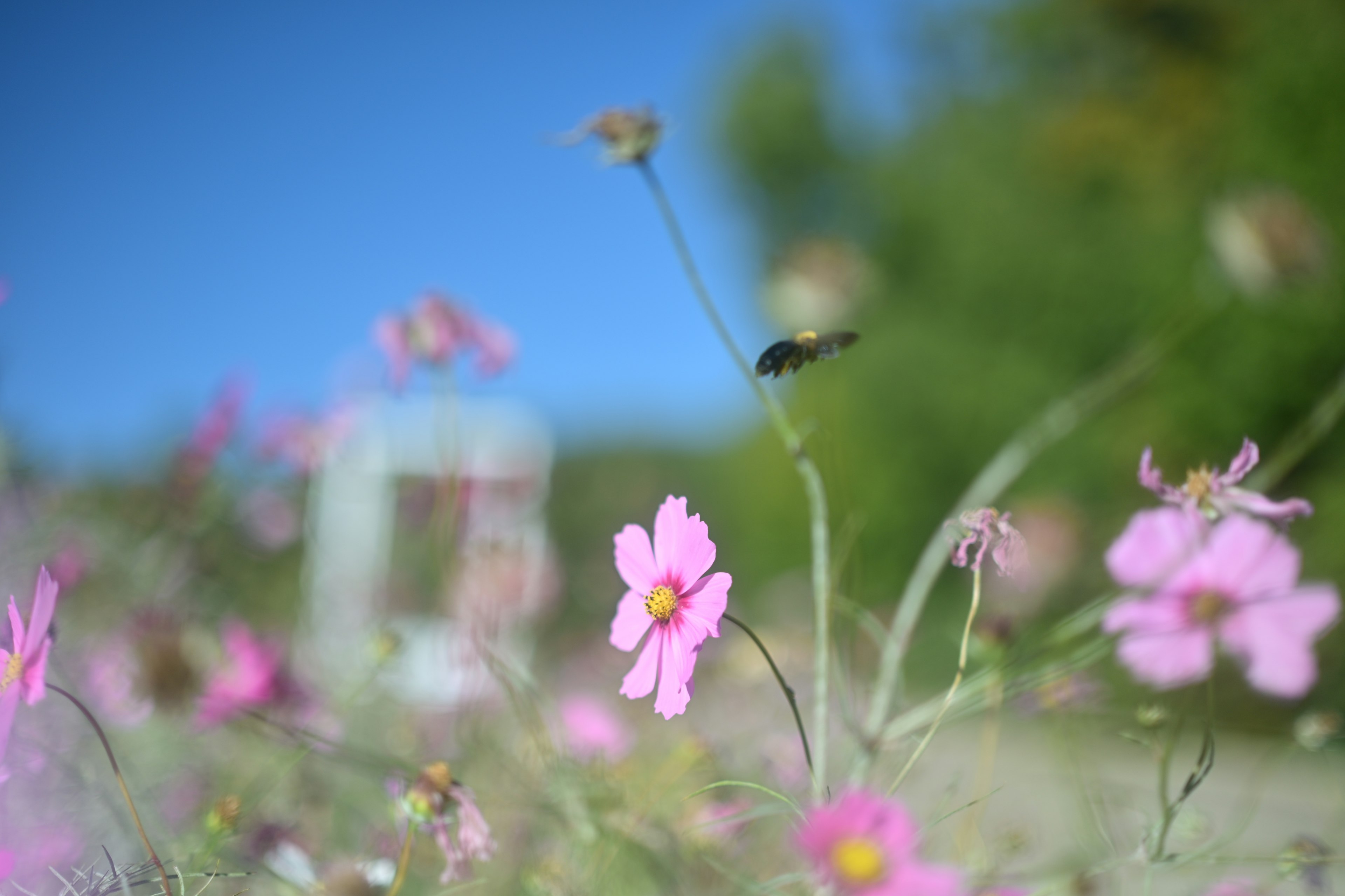 青空の下に咲くピンクの花々と背景のぼやけた景色