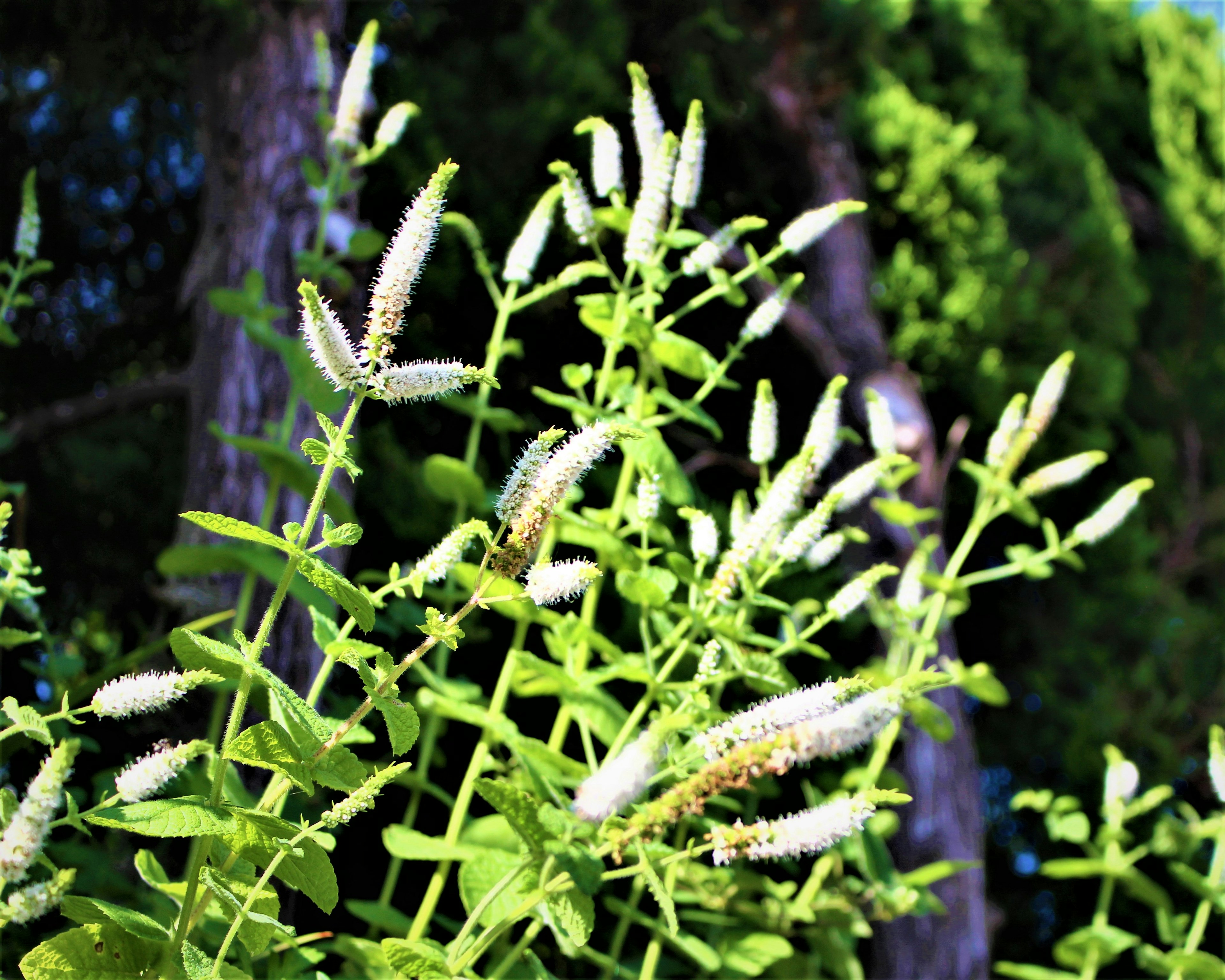 緑の葉と白い花穂を持つ植物のクローズアップ