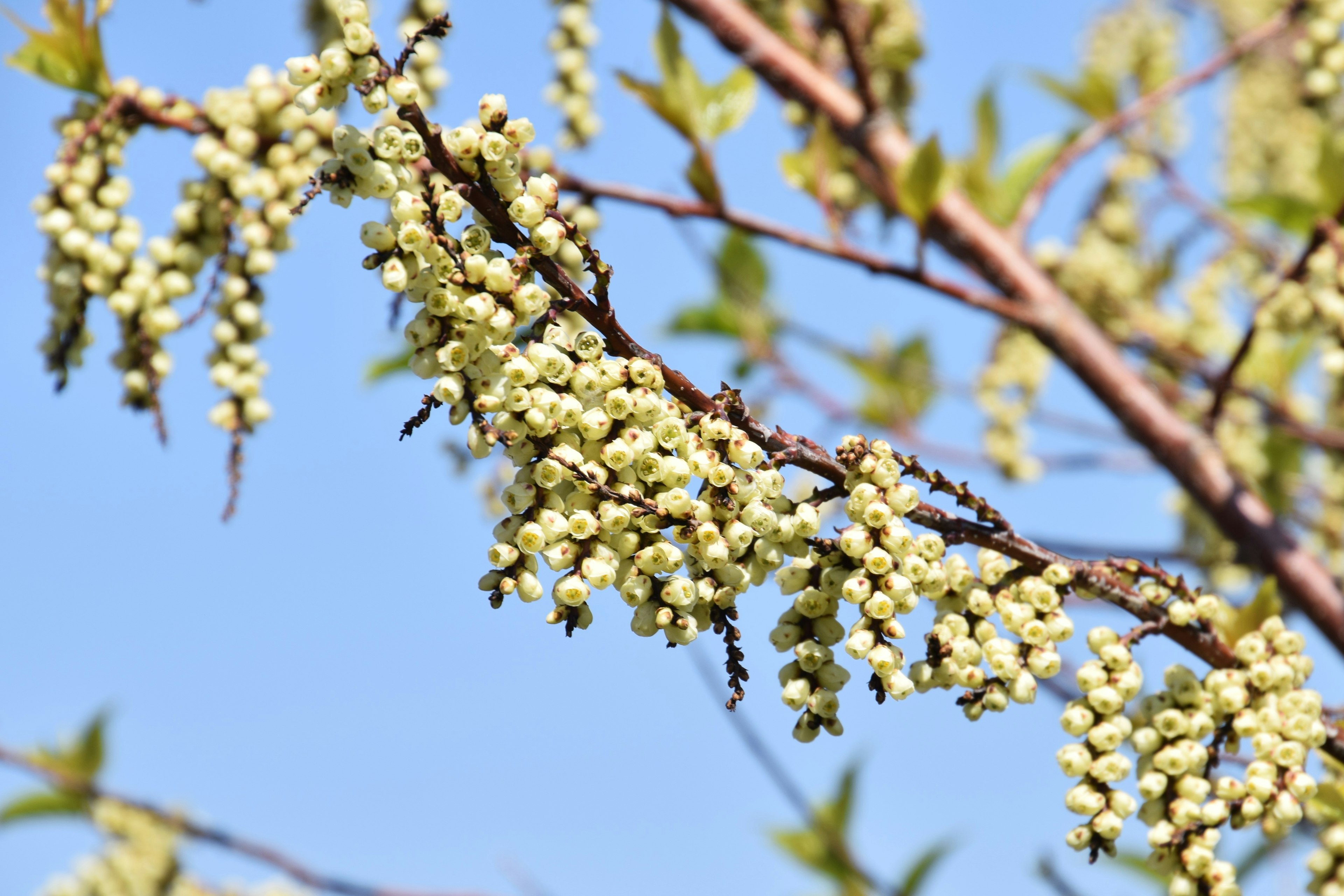 Branche avec des fleurs vert pâle sous un ciel bleu