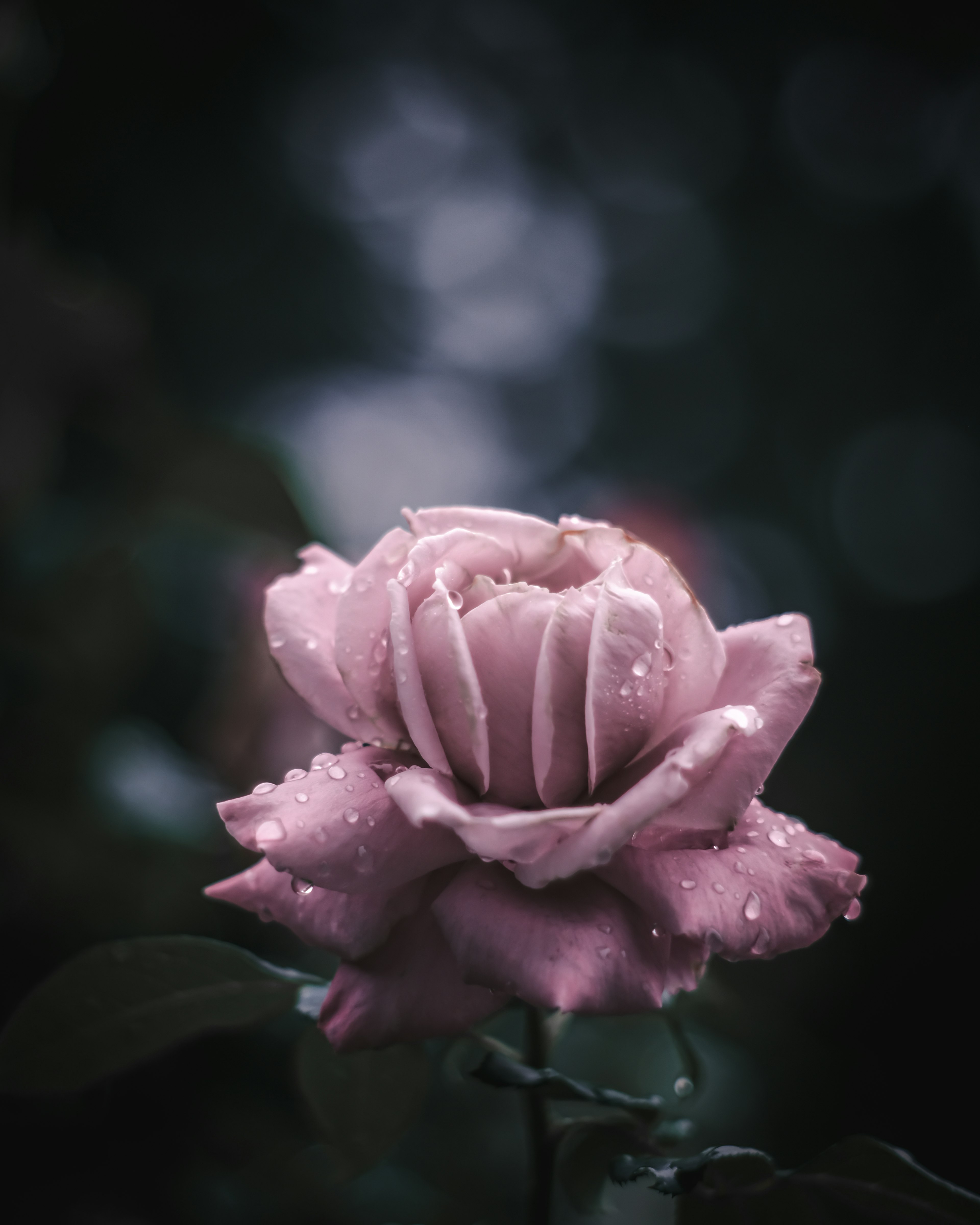 Close-up of a light pink rose with water droplets