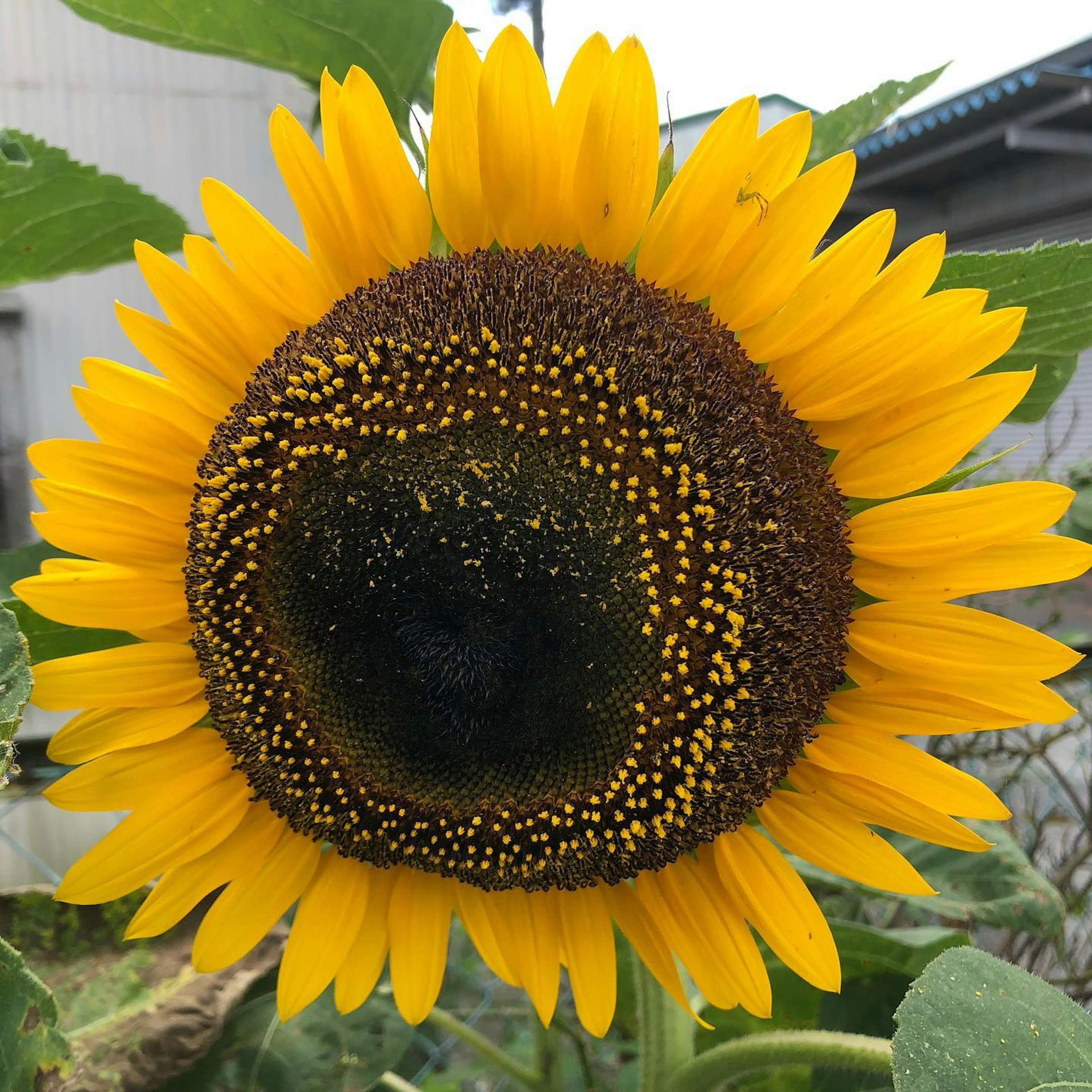 Vibrant sunflower with bright yellow petals and a dark seed center