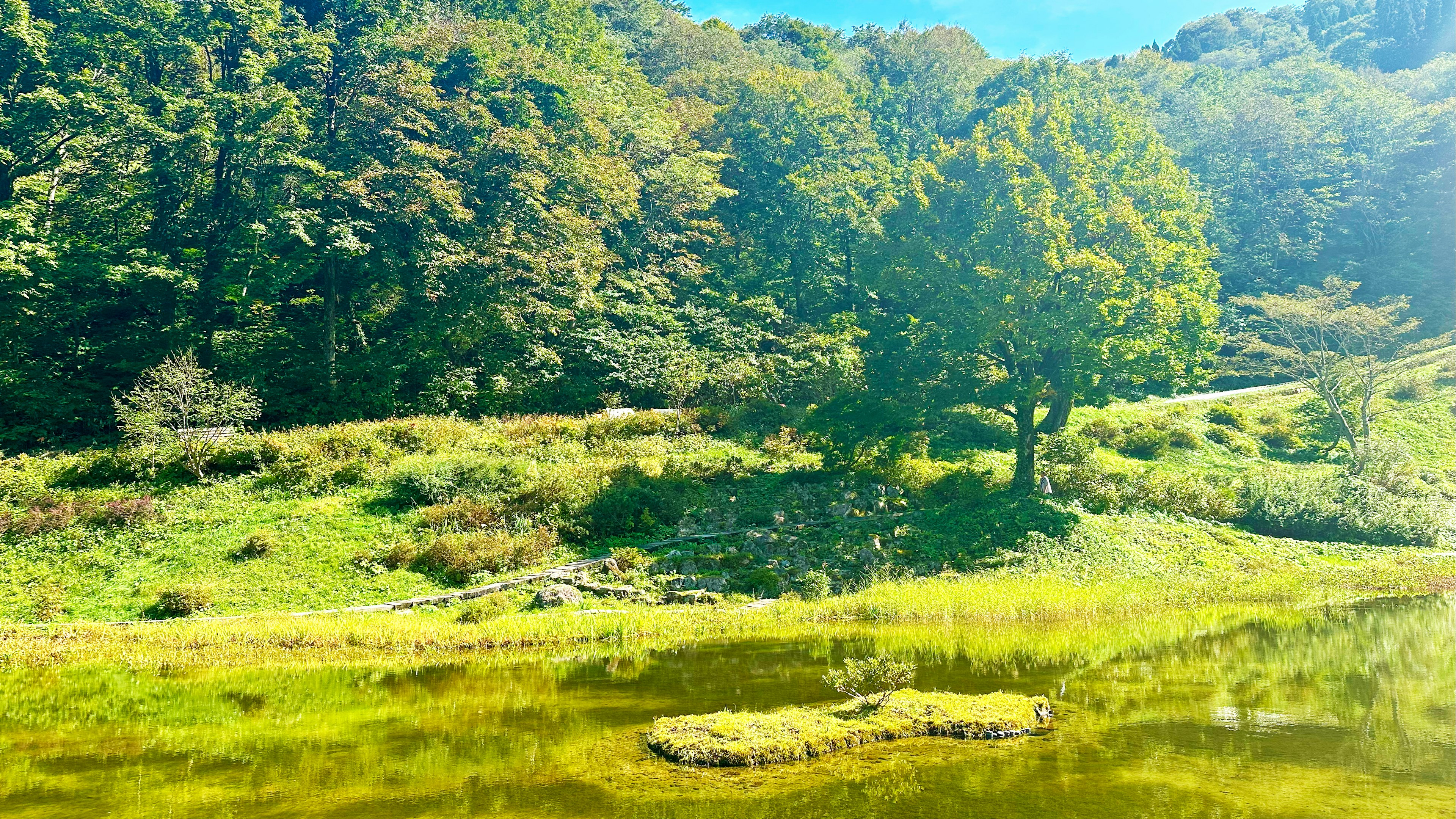 郁郁蔥蔥的景觀中有一個池塘和樹木