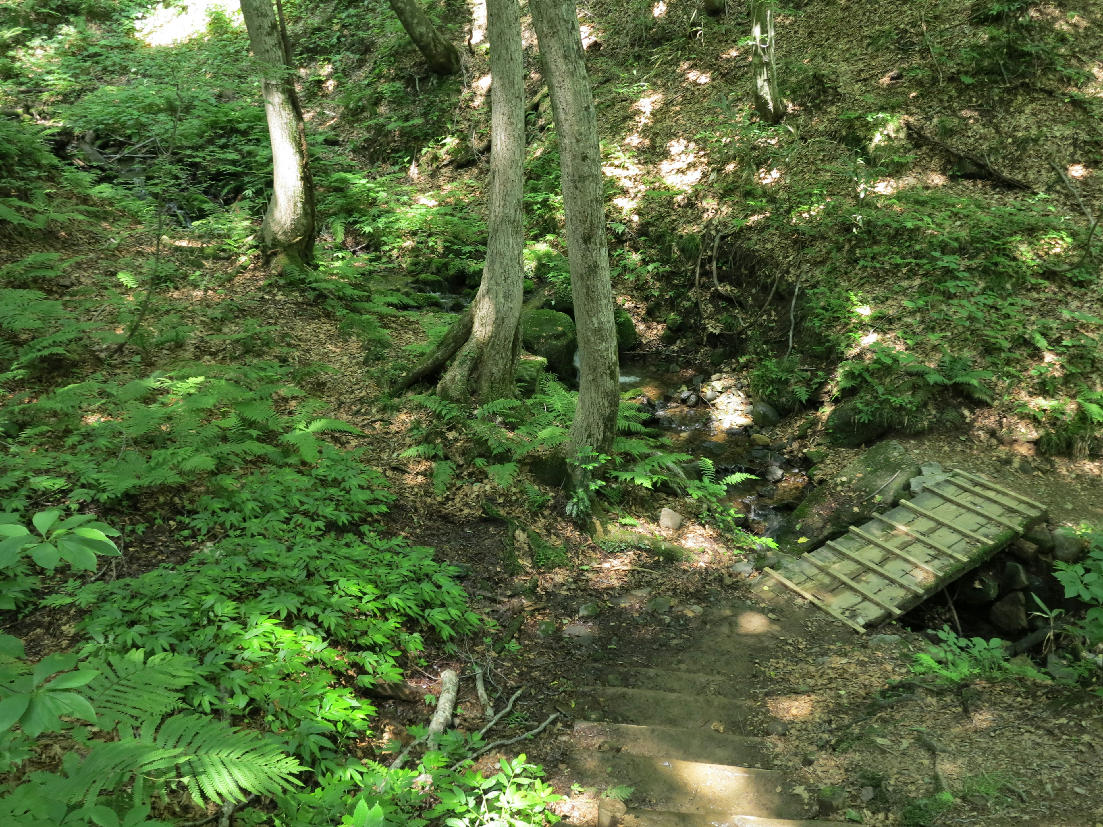 Puente de madera en un bosque frondoso con naturaleza circundante