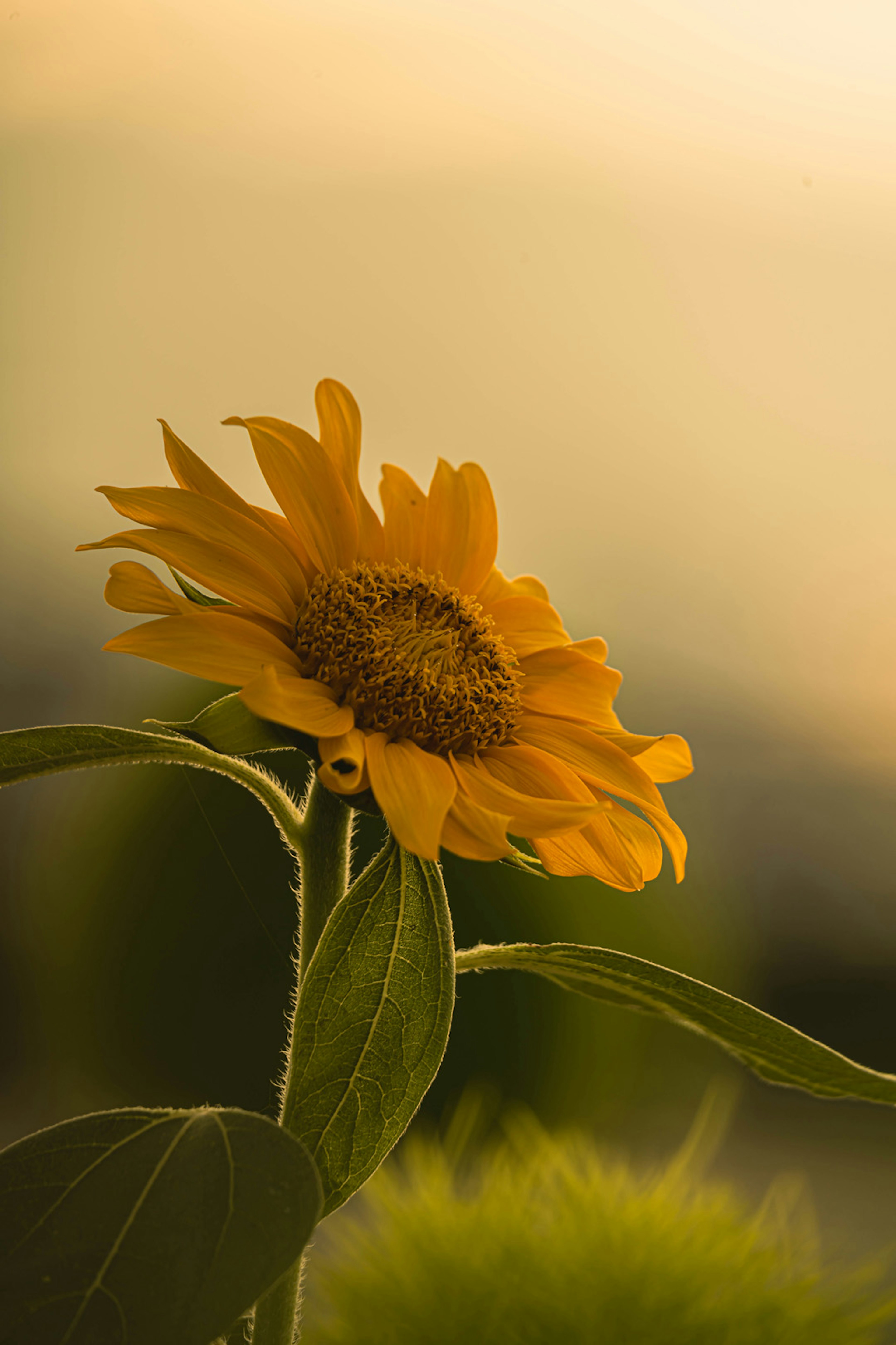 Sonnenblume in Blüte mit Sonnenuntergang im Hintergrund