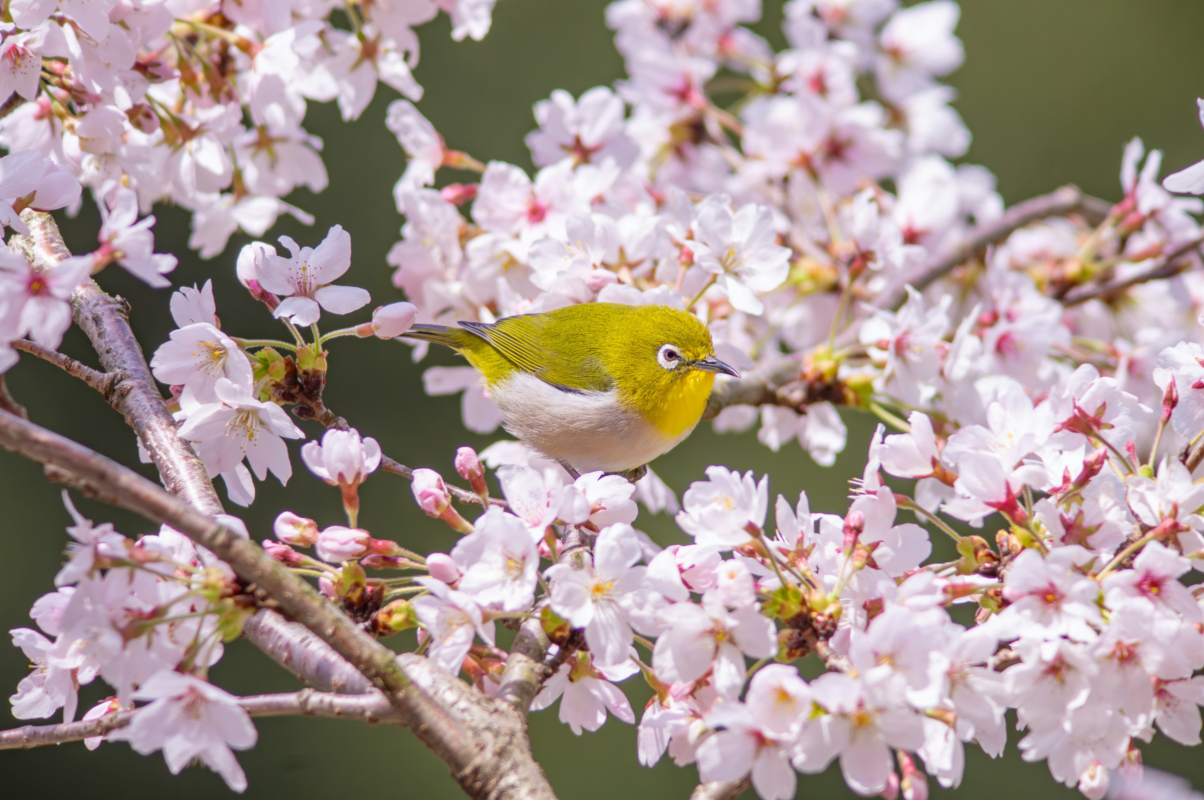 Un pequeño pájaro amarillo entre flores de cerezo