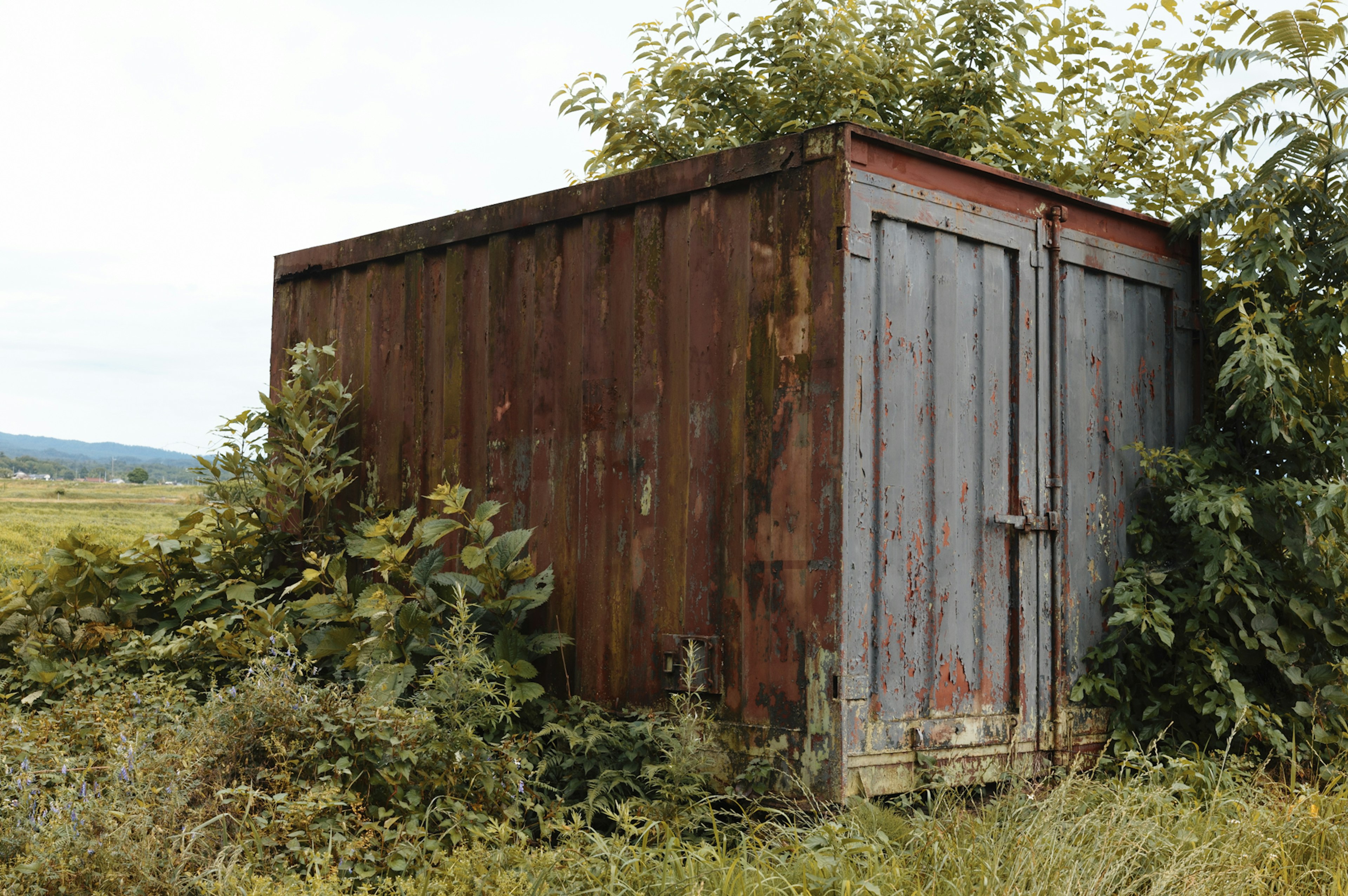 Side view of an old wooden shed overgrown with grass and plants