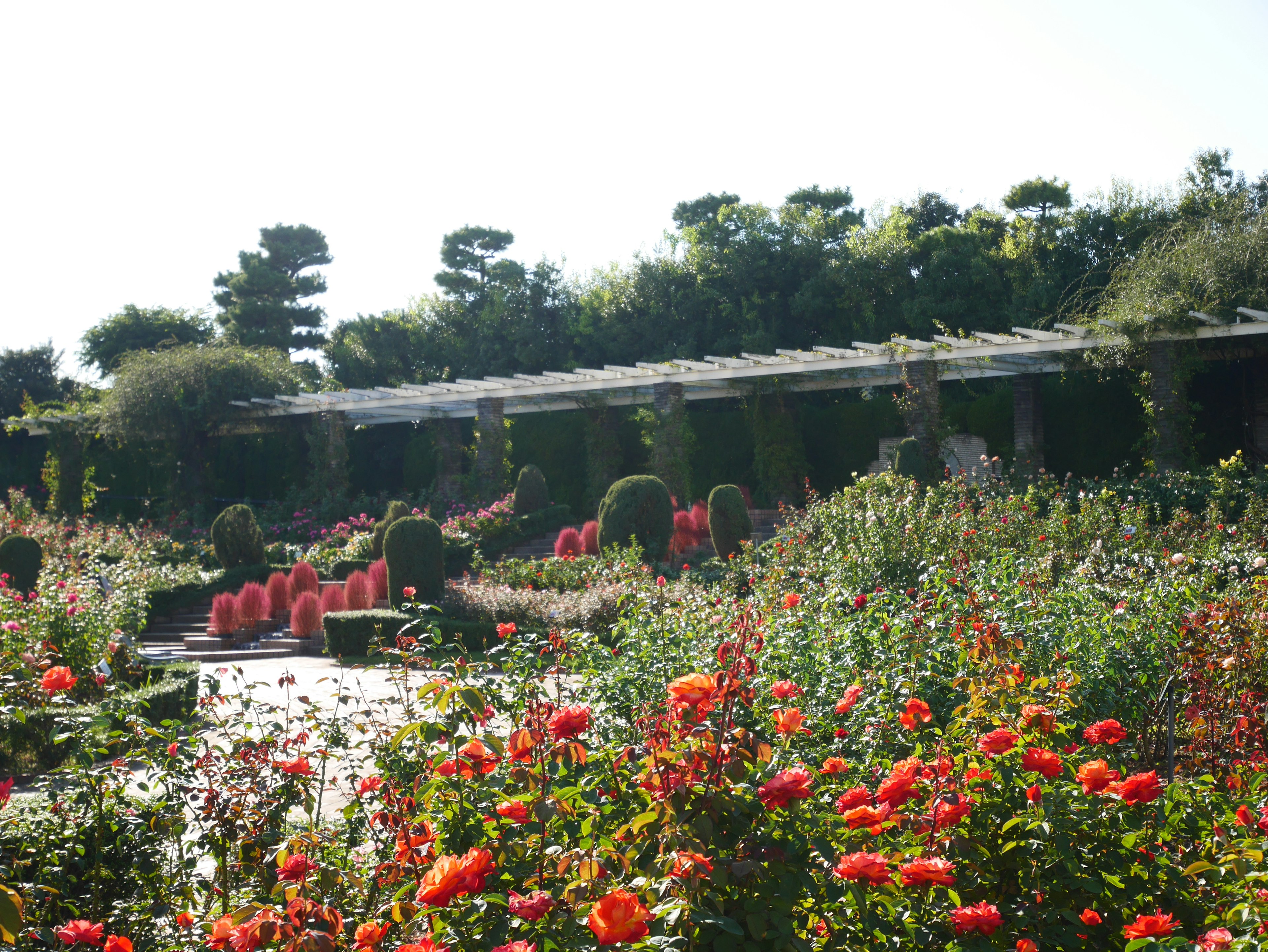 色とりどりの花が咲く美しい庭園の風景