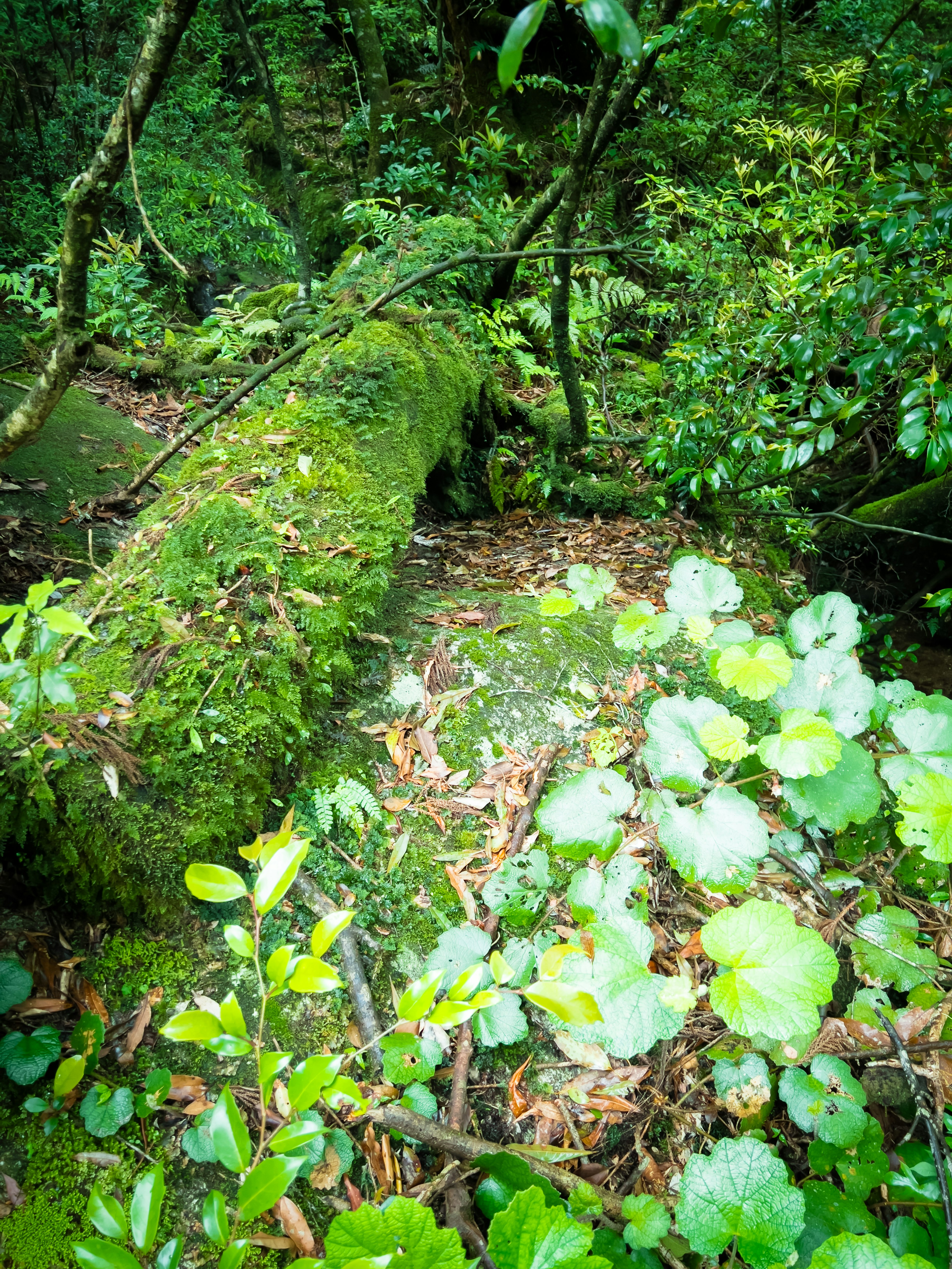 緑に覆われた倒木と周囲の植物が特徴的な森林の景観