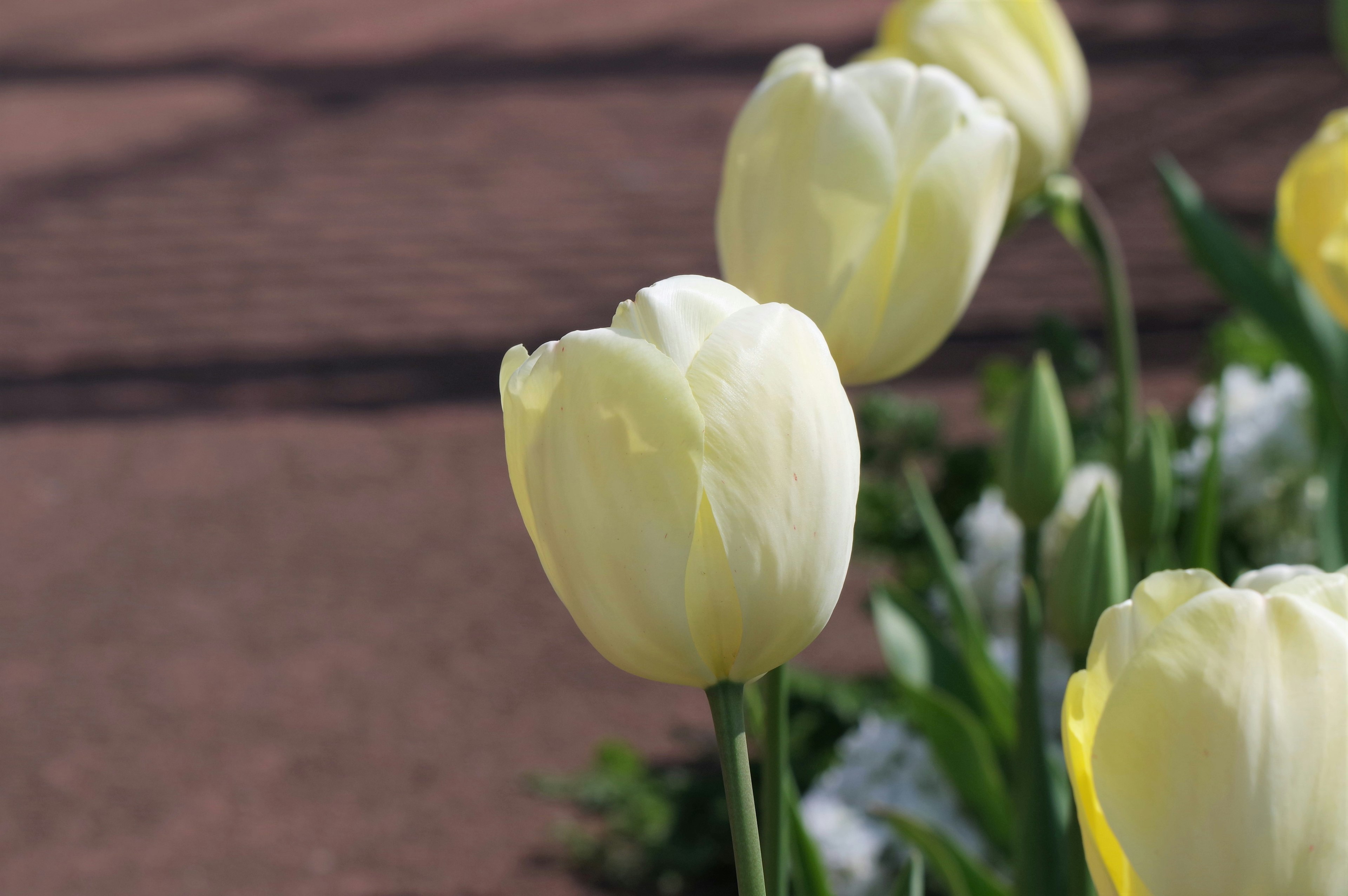 Campo di tulipani gialli in fiore