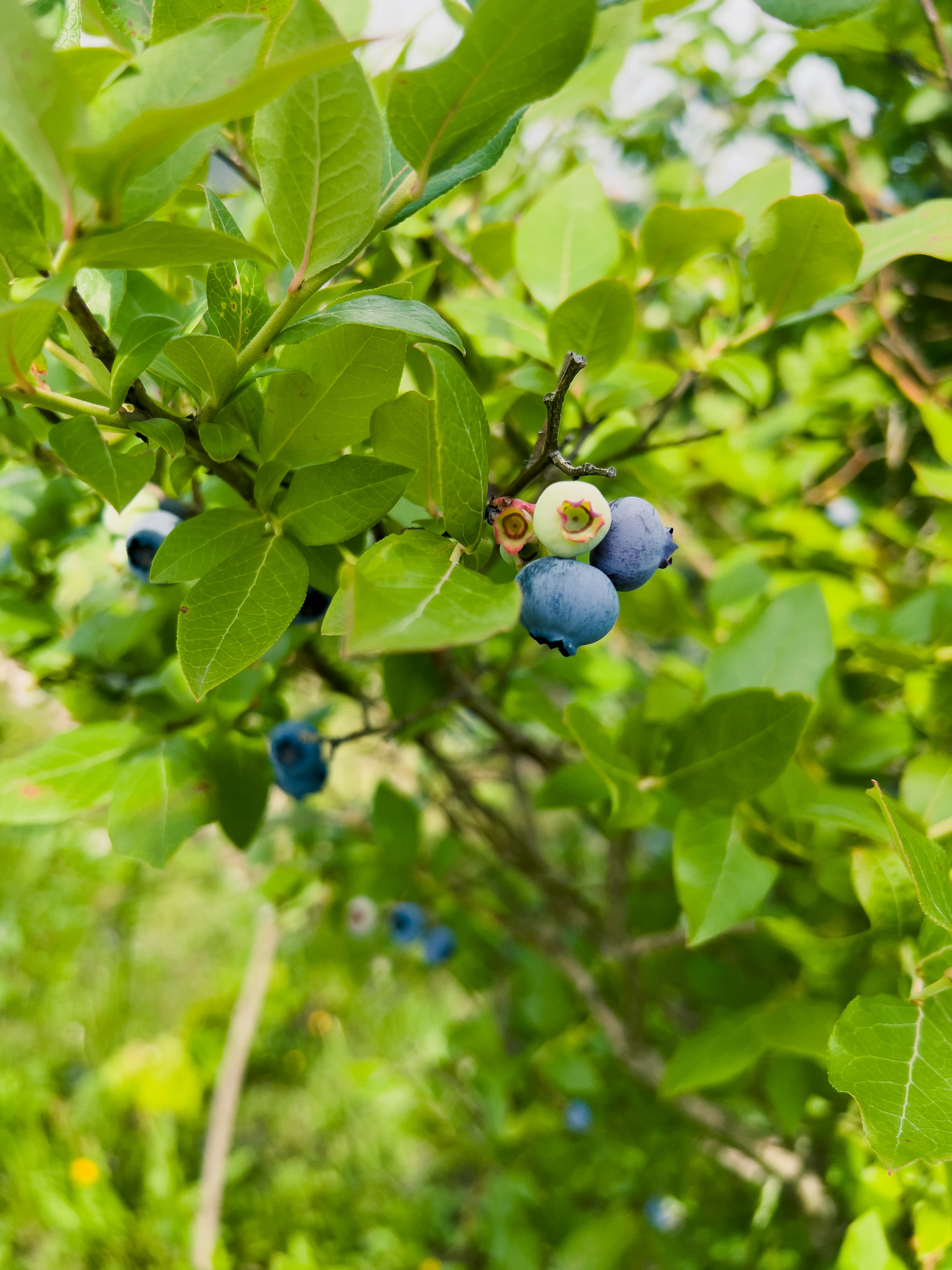 Blueberry tumbuh di antara daun hijau yang cerah