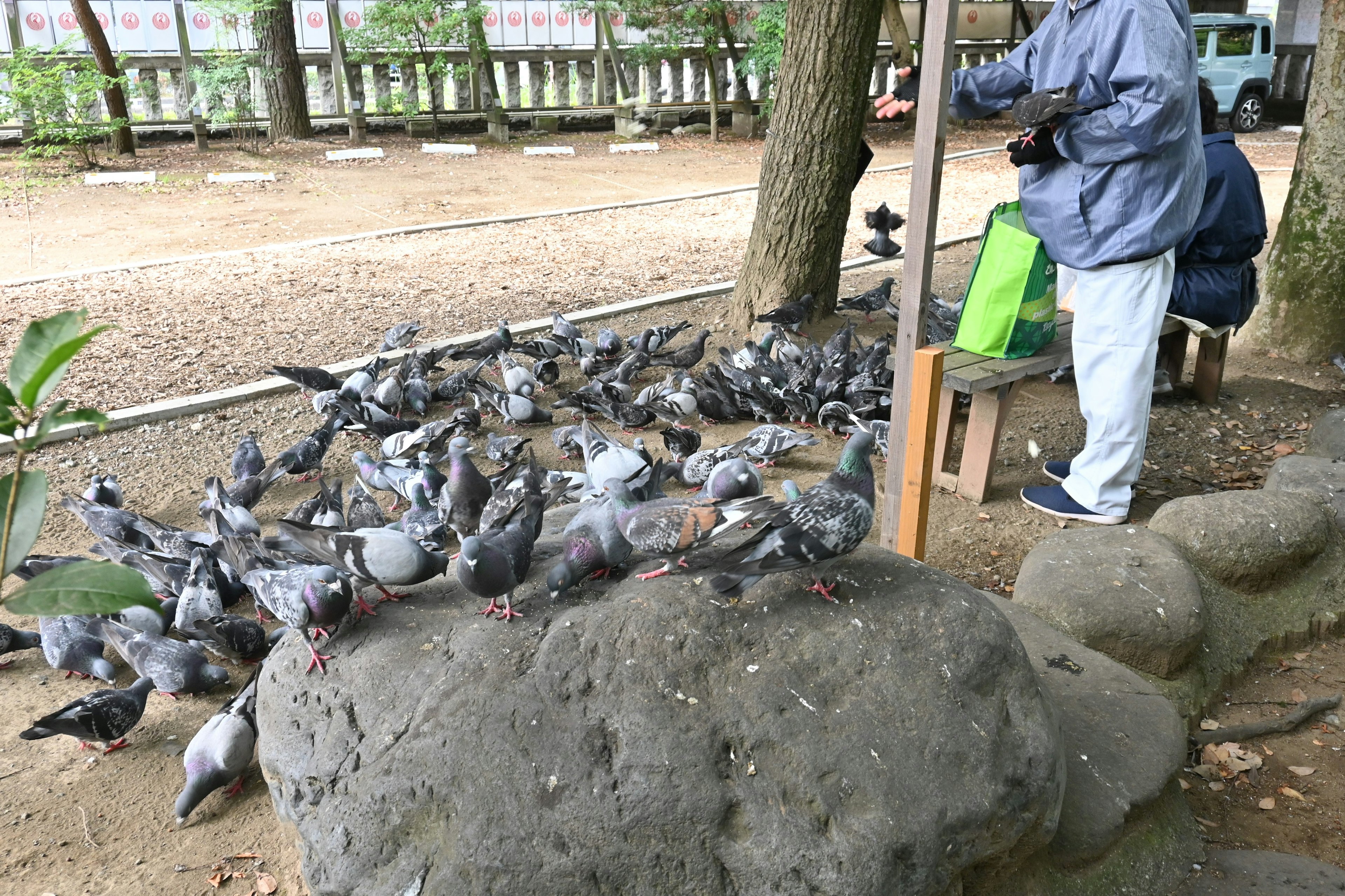 A person feeding pigeons in a park surrounded by many pigeons