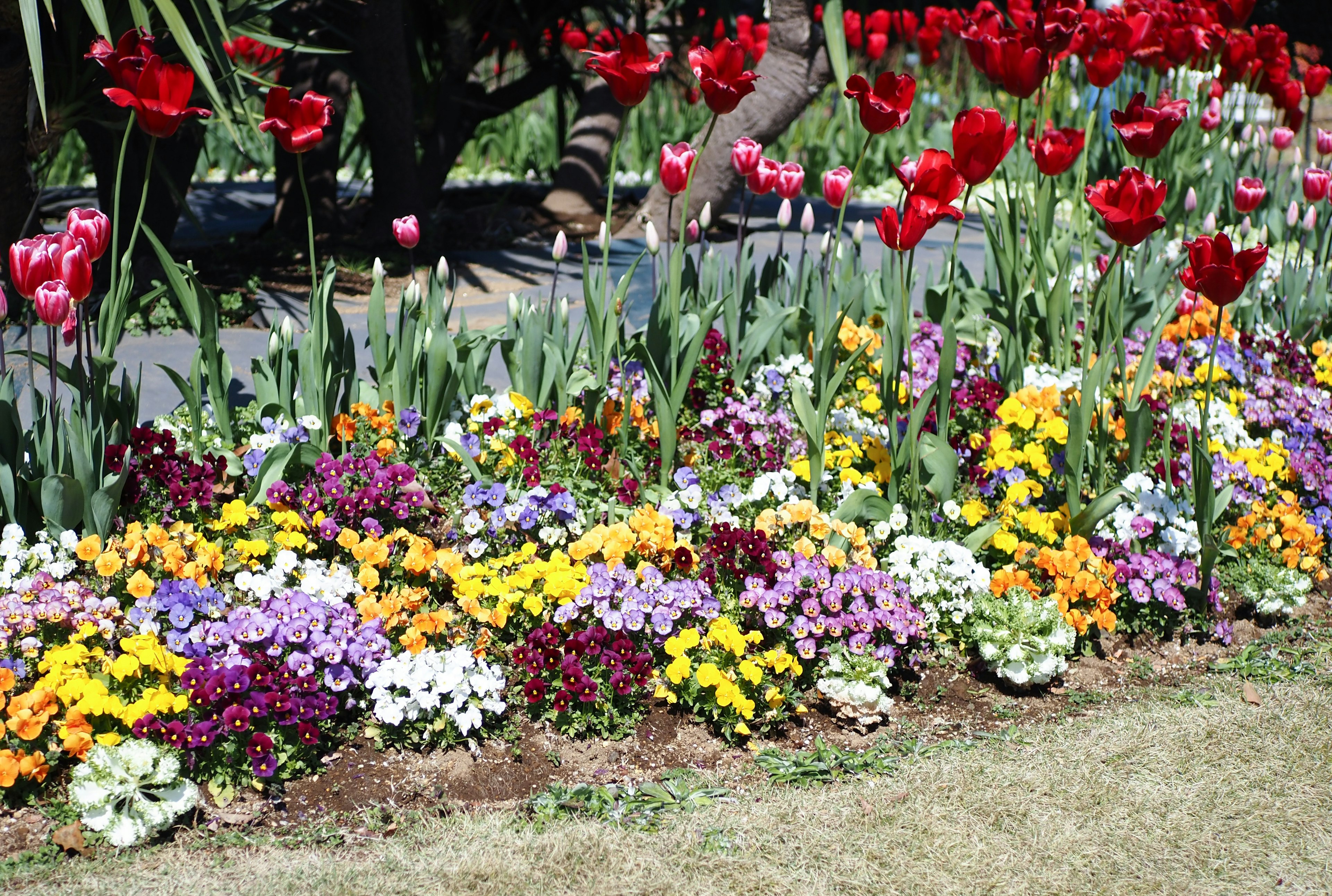 Vibrant flower bed featuring a mix of colorful blooms including tulips and pansies