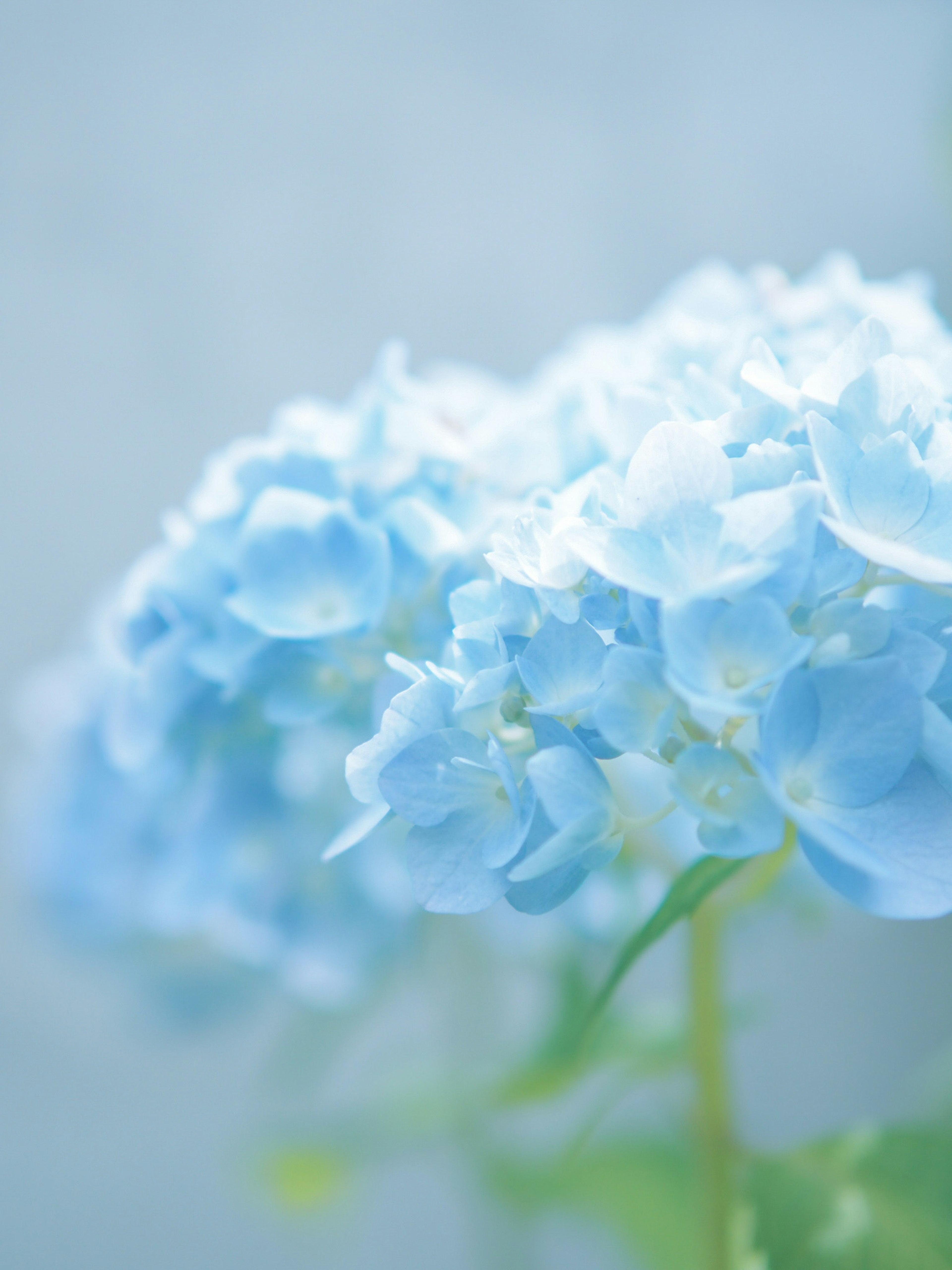 Zarte blaue Hortensienblüten in Blüte