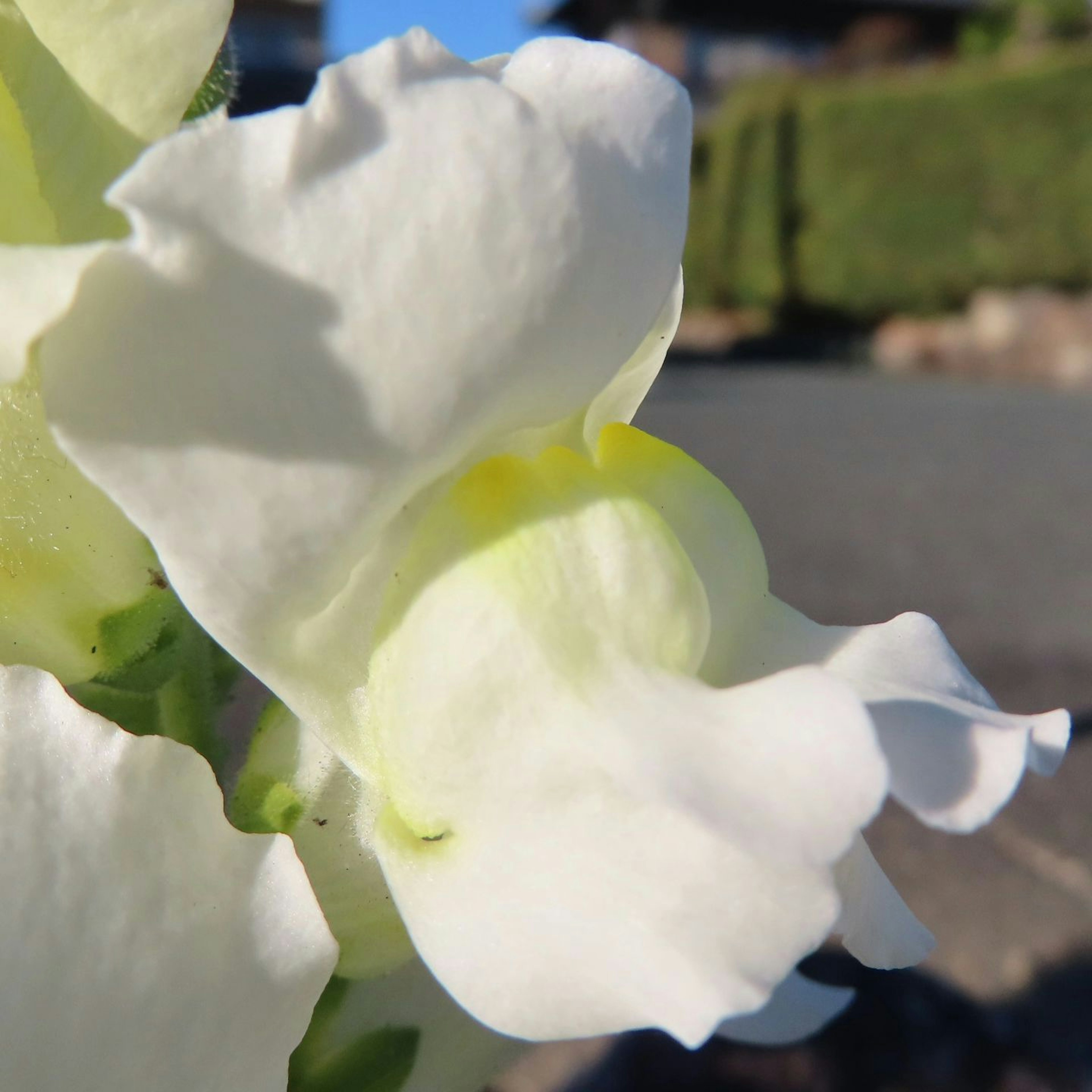 白い花のクローズアップ 明るい日差しの下で撮影